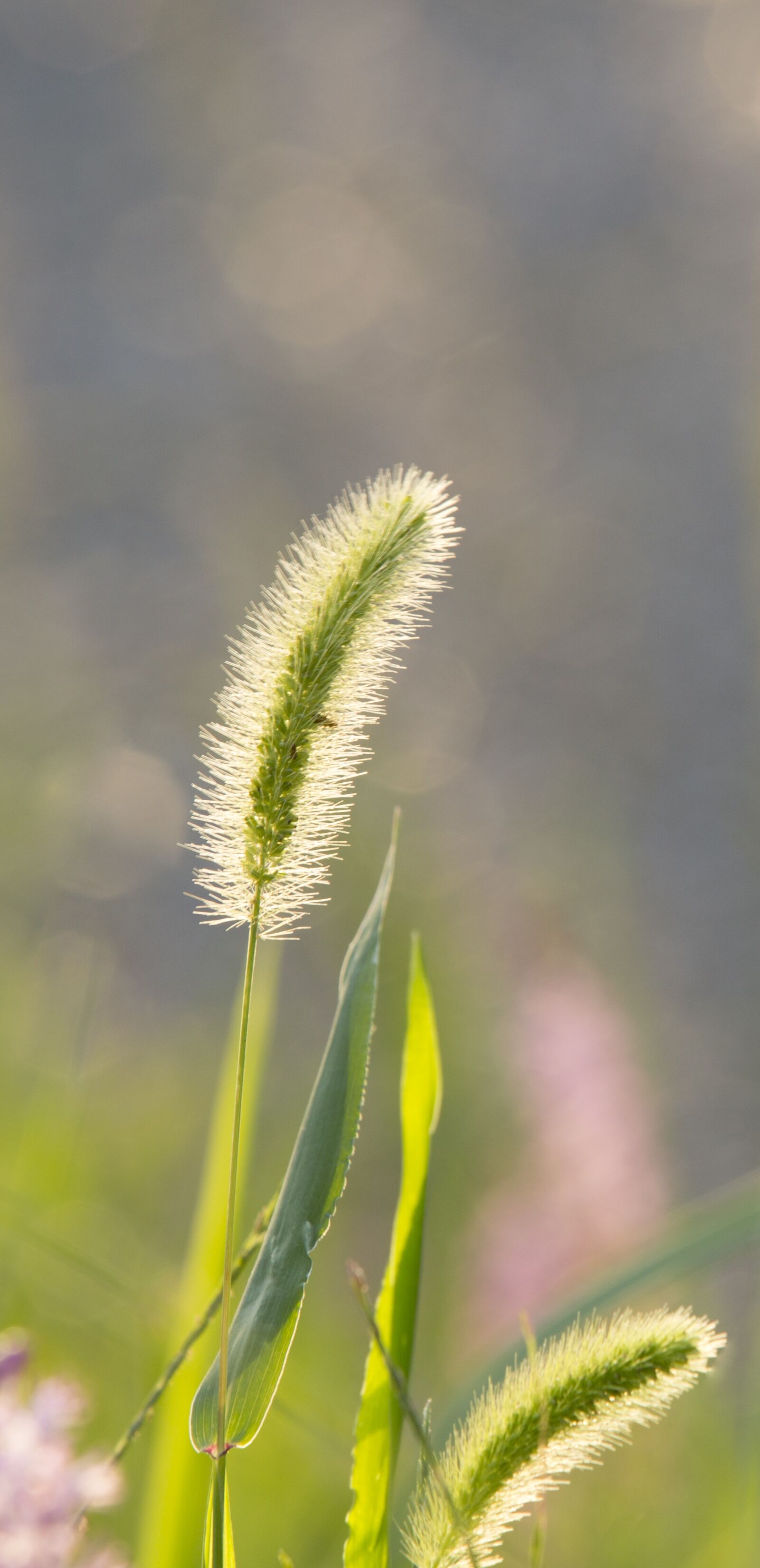 Canon EOS 5D Mark III sample photo. Bristle grass, the dog's photography