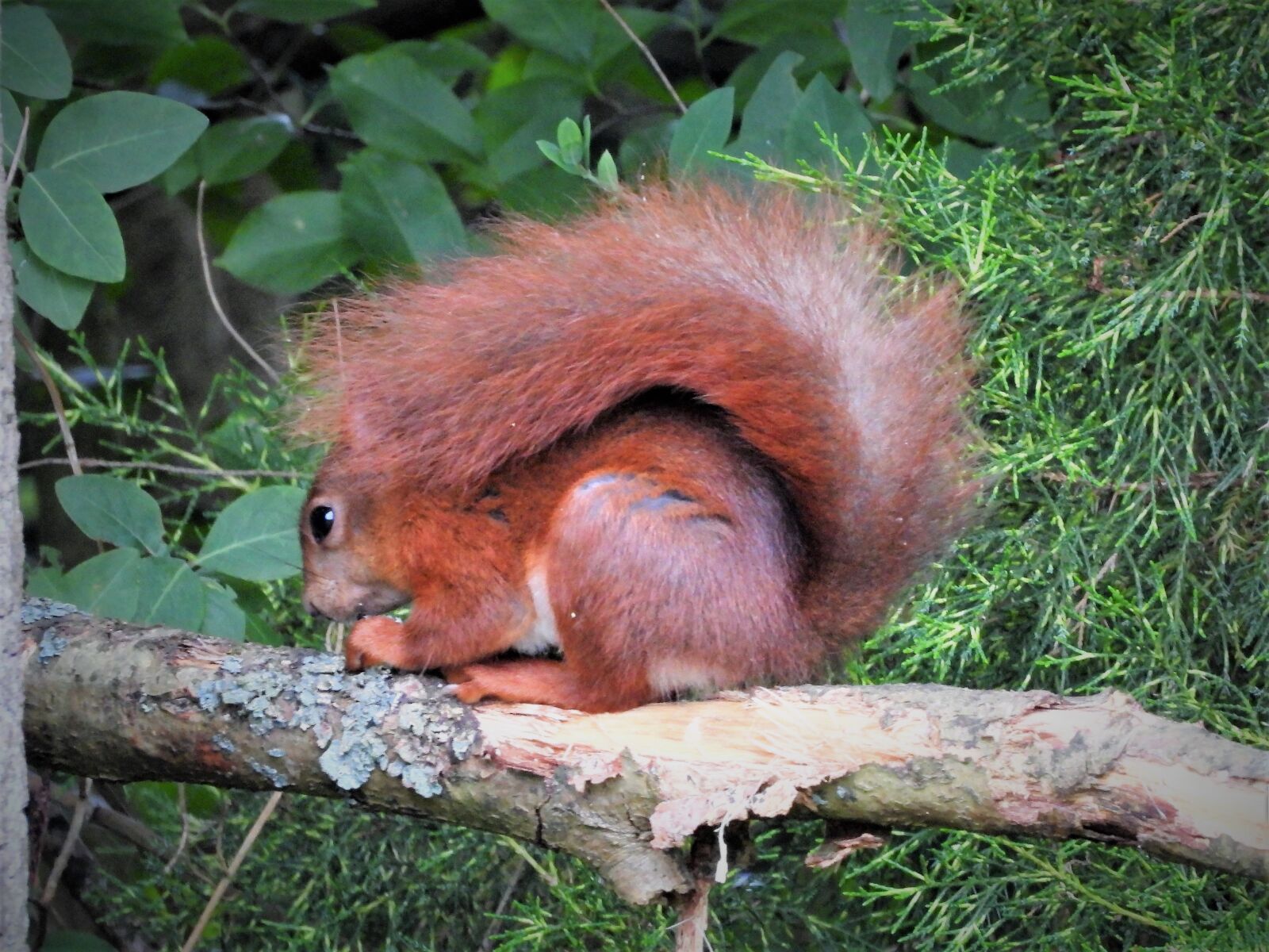 Nikon Coolpix P1000 sample photo. The red squirrel, squirrel photography