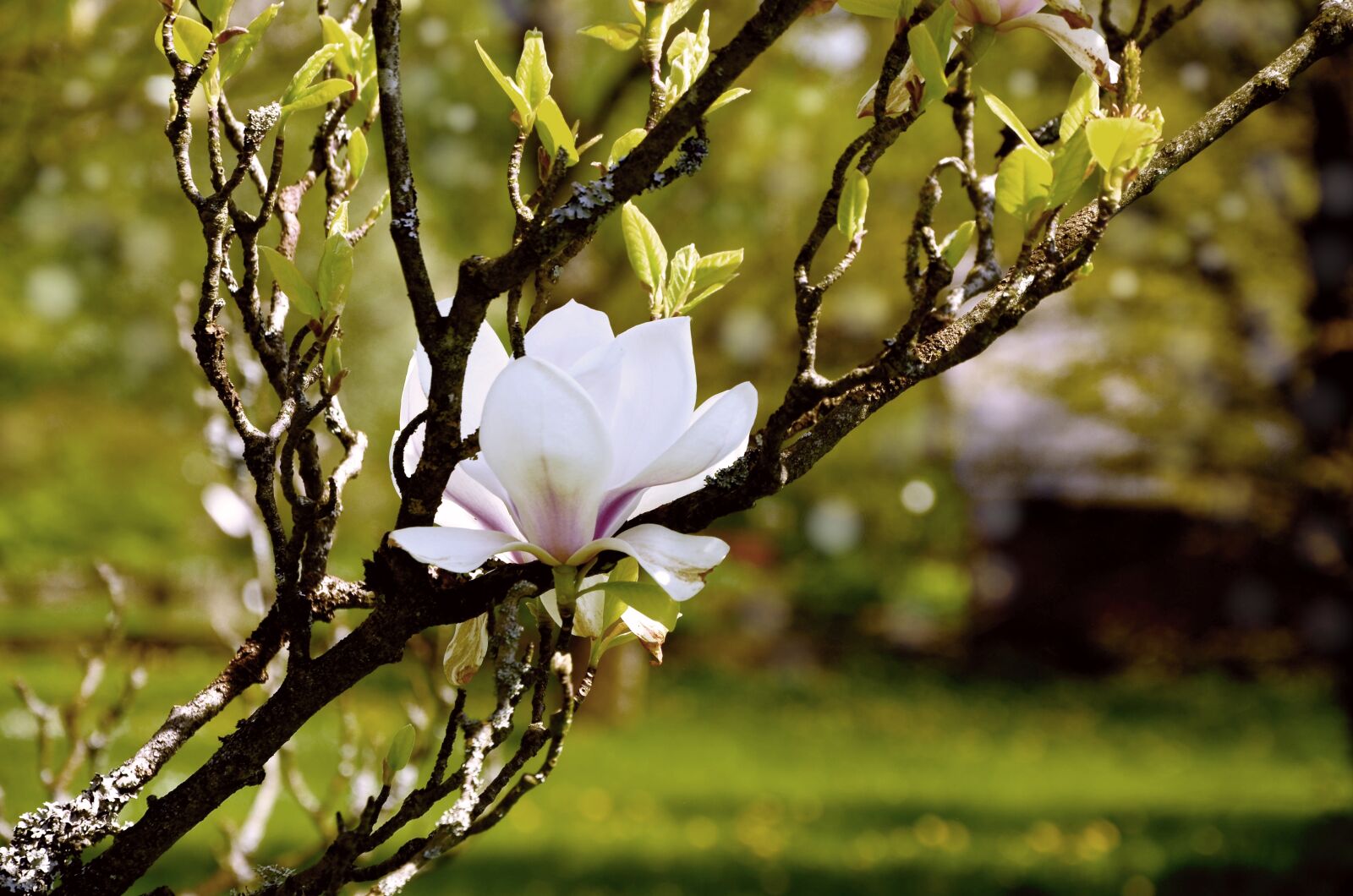 Nikon D5100 sample photo. Magnolia, tree blossoms, blossom photography
