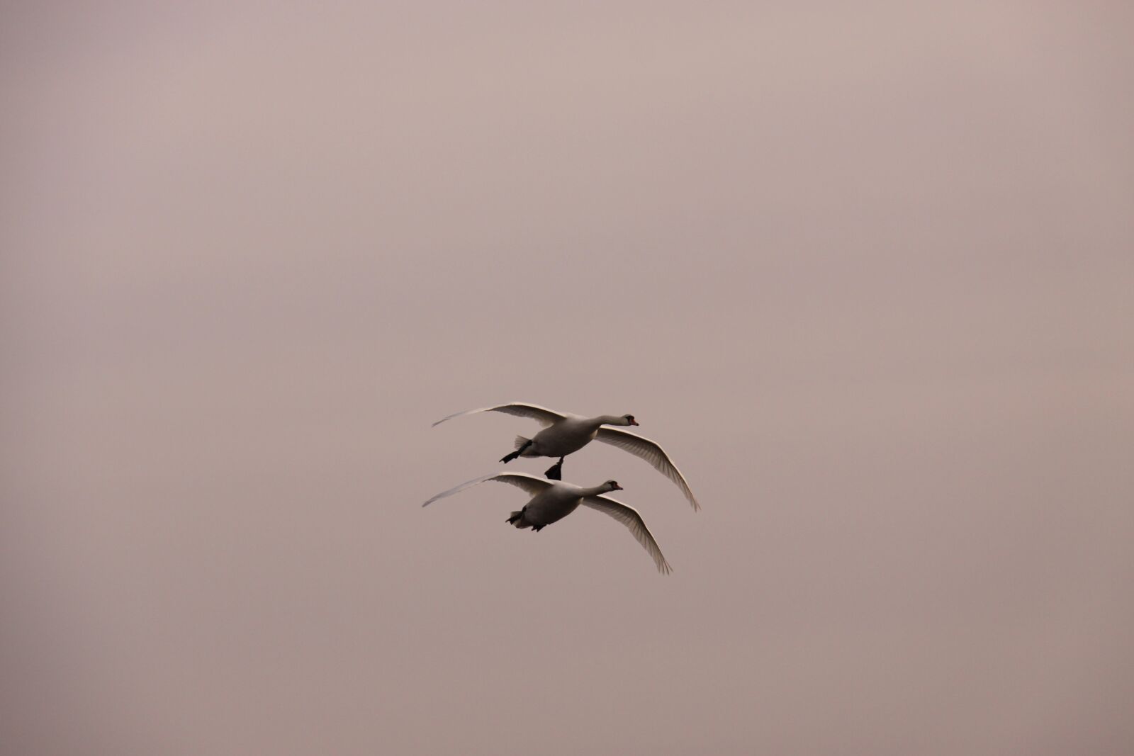 Canon EOS 50D sample photo. Swans, birds, expensive photography