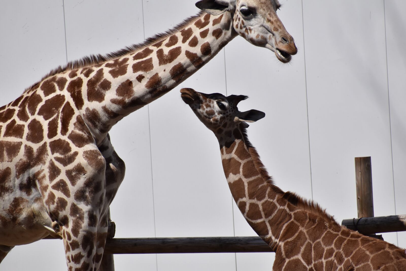 Nikon D5600 sample photo. Giraffe, animal, zoo photography