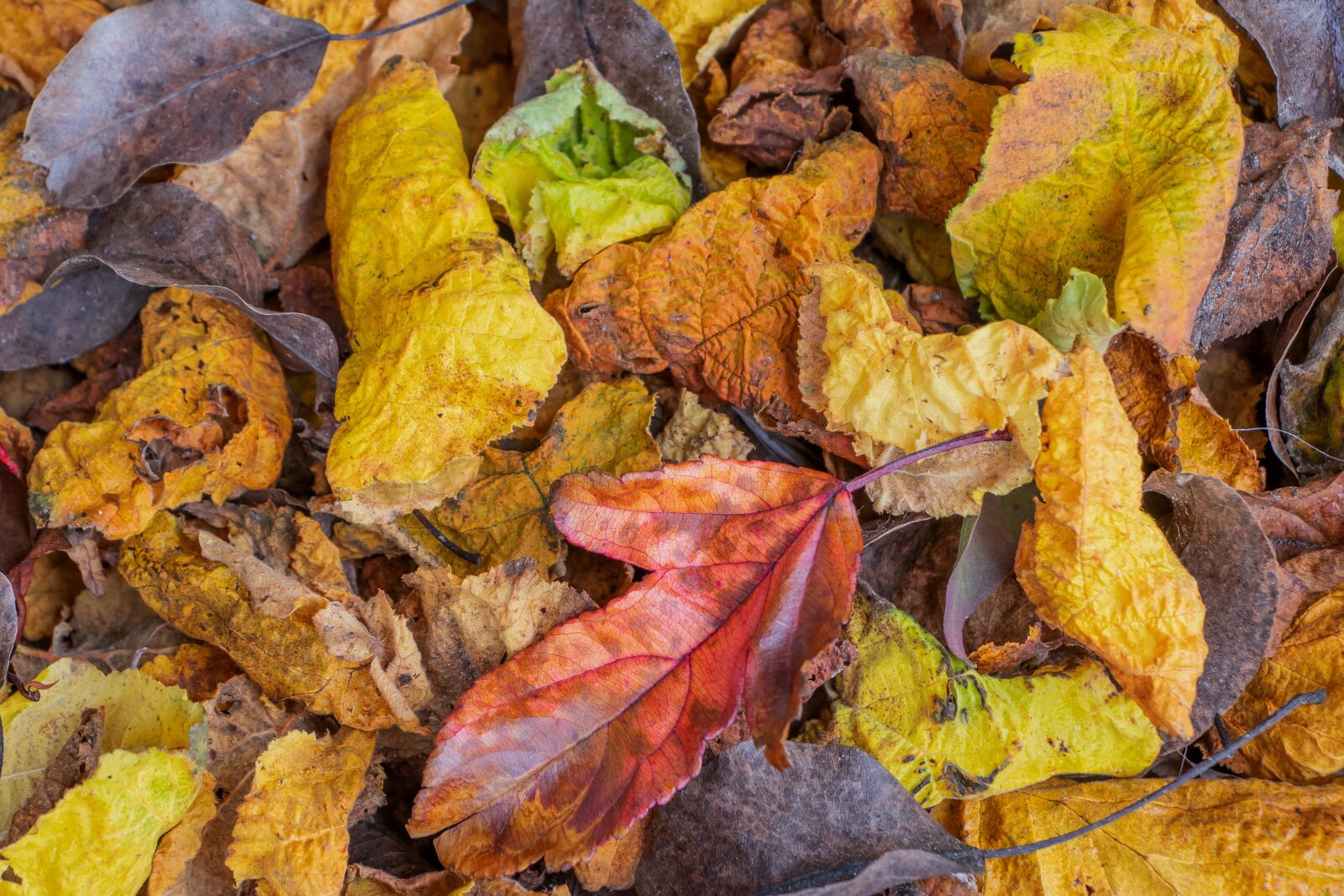 Canon EF-S 18-135mm F3.5-5.6 IS USM sample photo. Leaves, foliage, autumn photography