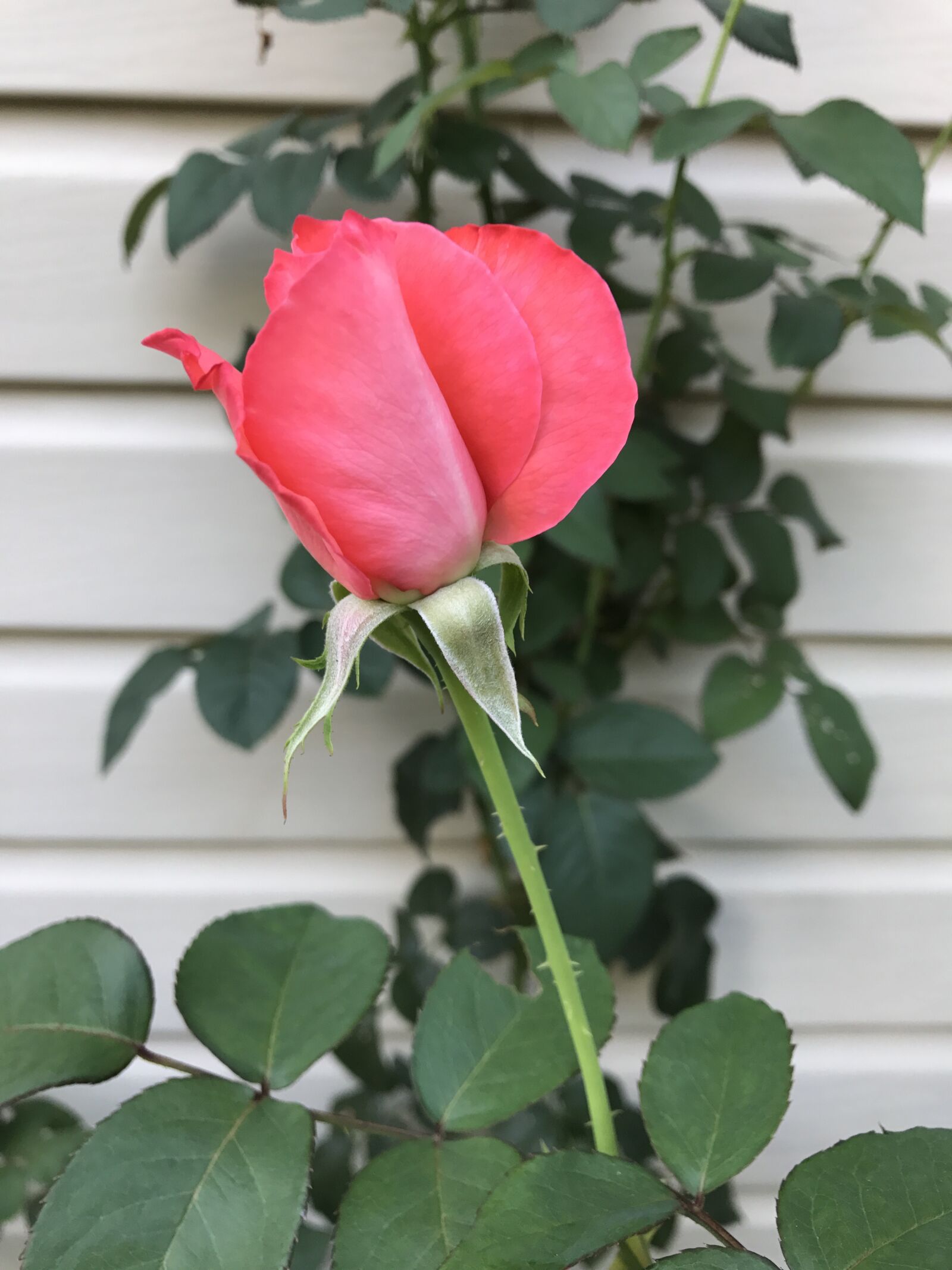 Apple iPhone 7 sample photo. Rose, spring, summer photography