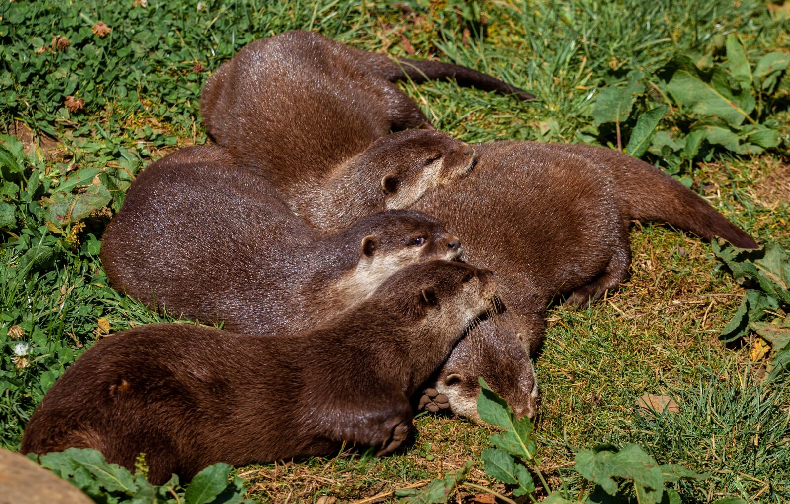 150-600mm F5-6.3 DG OS HSM | Contemporary 015 sample photo. Otter, resting otters, rest photography