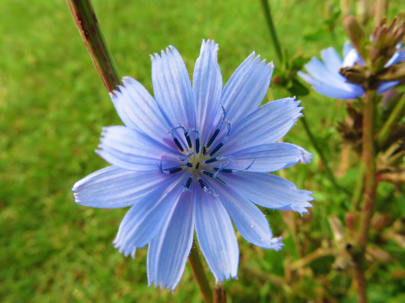 Canon PowerShot SX730 HS sample photo. Flower, blue, nature photography