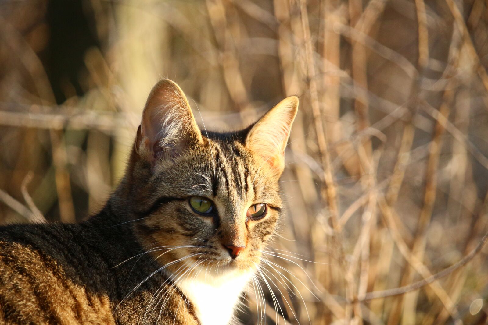 Canon EOS 100D (EOS Rebel SL1 / EOS Kiss X7) sample photo. Cat, kitten, mackerel photography
