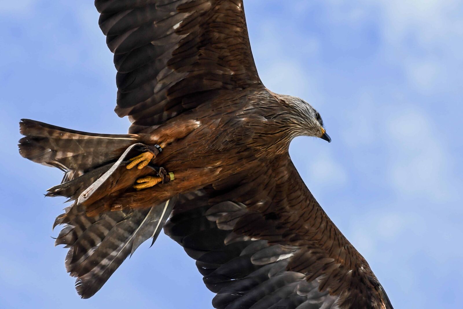 Nikon D500 sample photo. Nature, hawk, beak, bird photography