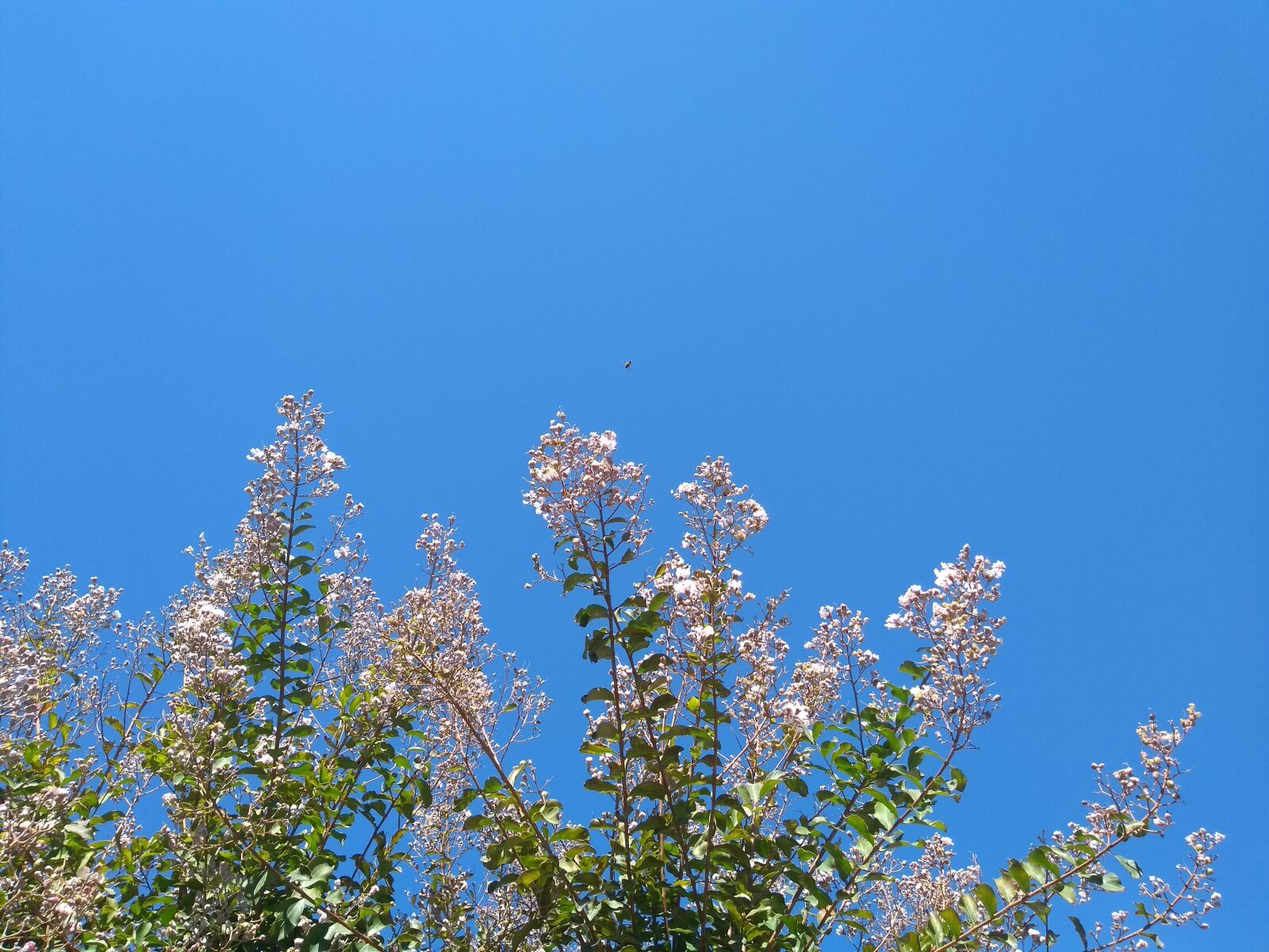 Motorola Moto G (5S) sample photo. Summer, sky, flowers photography