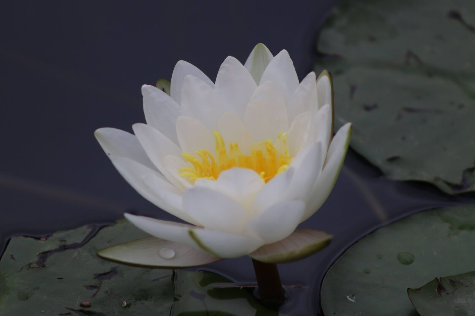 EF75-300mm f/4-5.6 sample photo. Plant, water lily, flowering photography