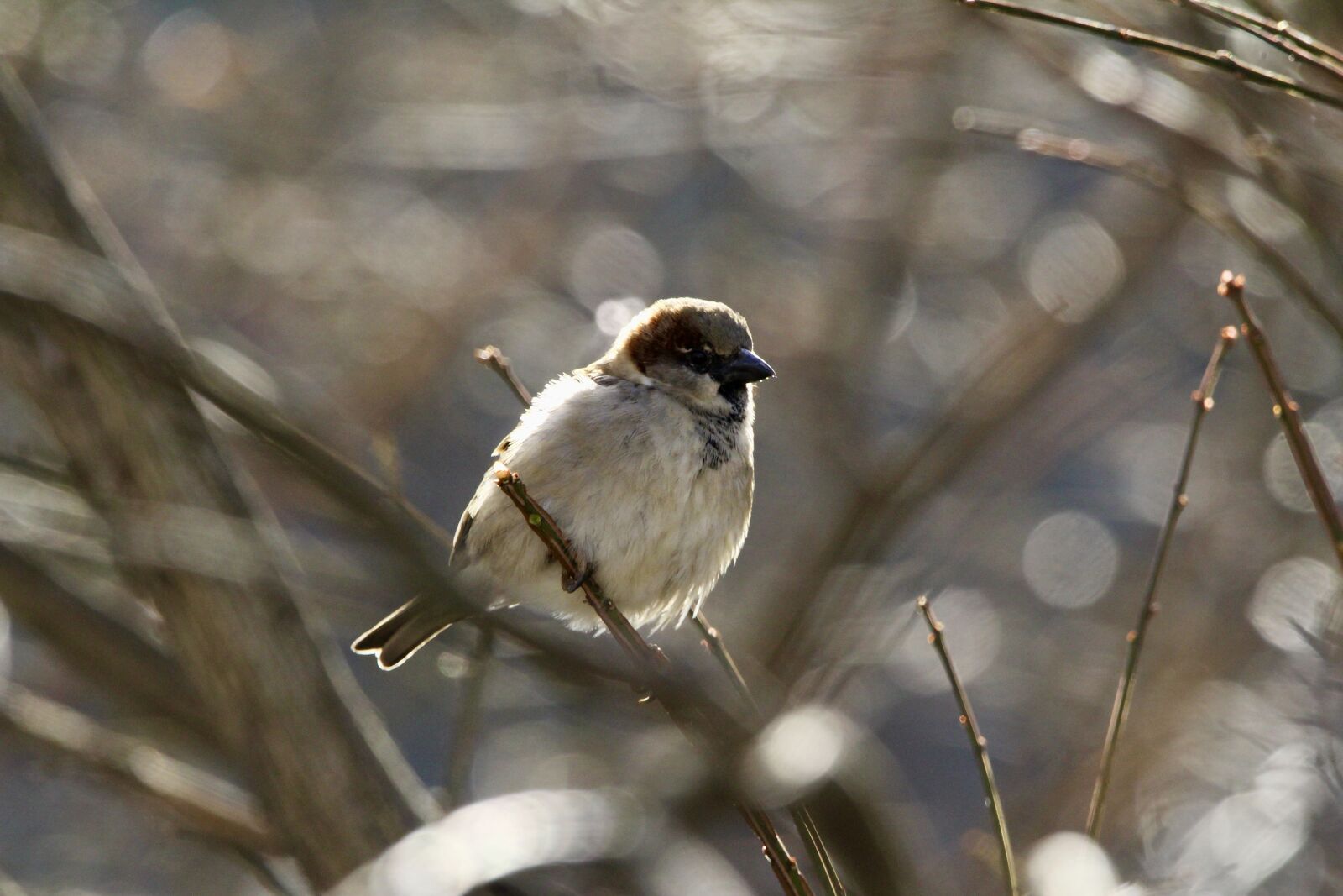 Sigma 150-600mm F5-6.3 DG OS HSM | C sample photo. House sparrow photography