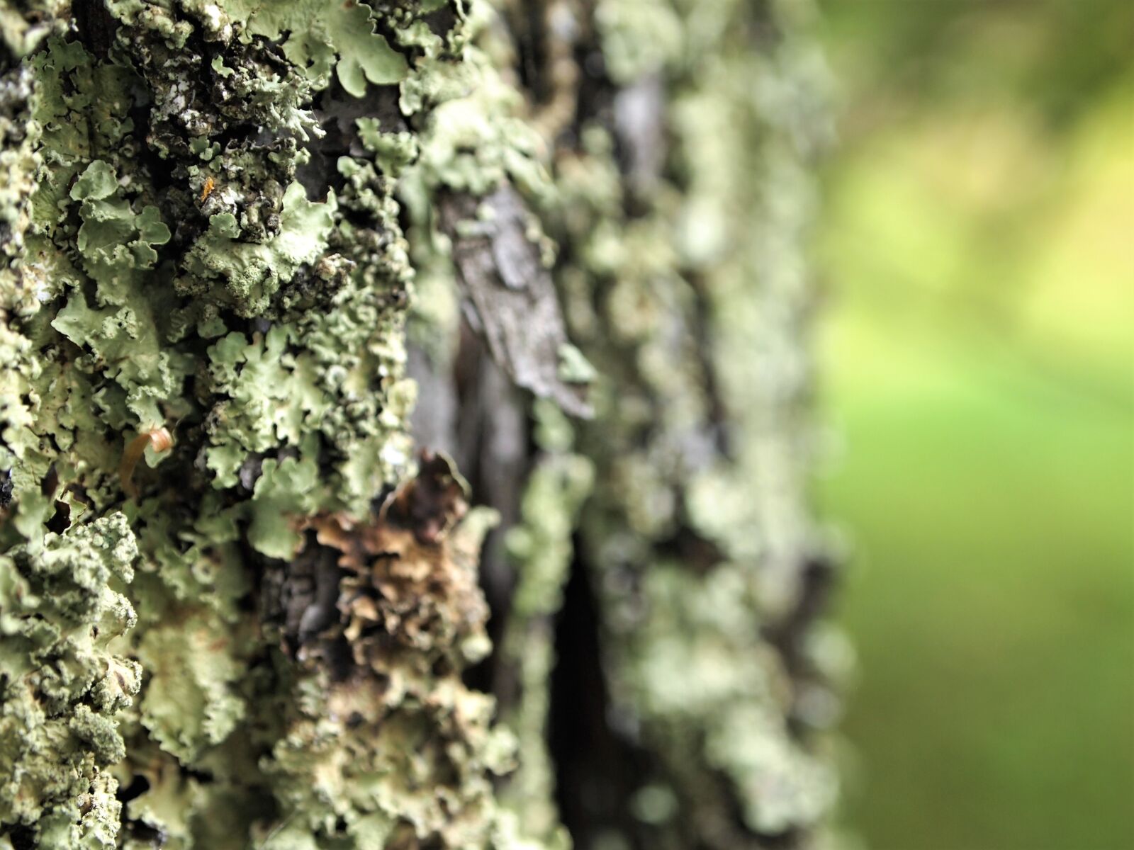 Olympus PEN E-PL1 sample photo. Bark, brown, forrest, green photography