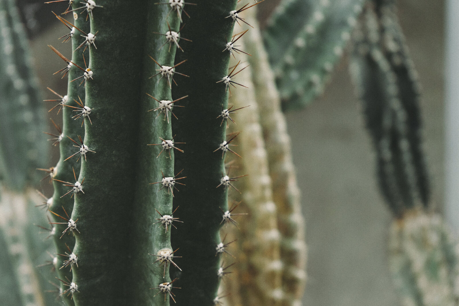 Sony a7 II + Sony FE 28-70mm F3.5-5.6 OSS sample photo. Macro, shot, of, cactus photography