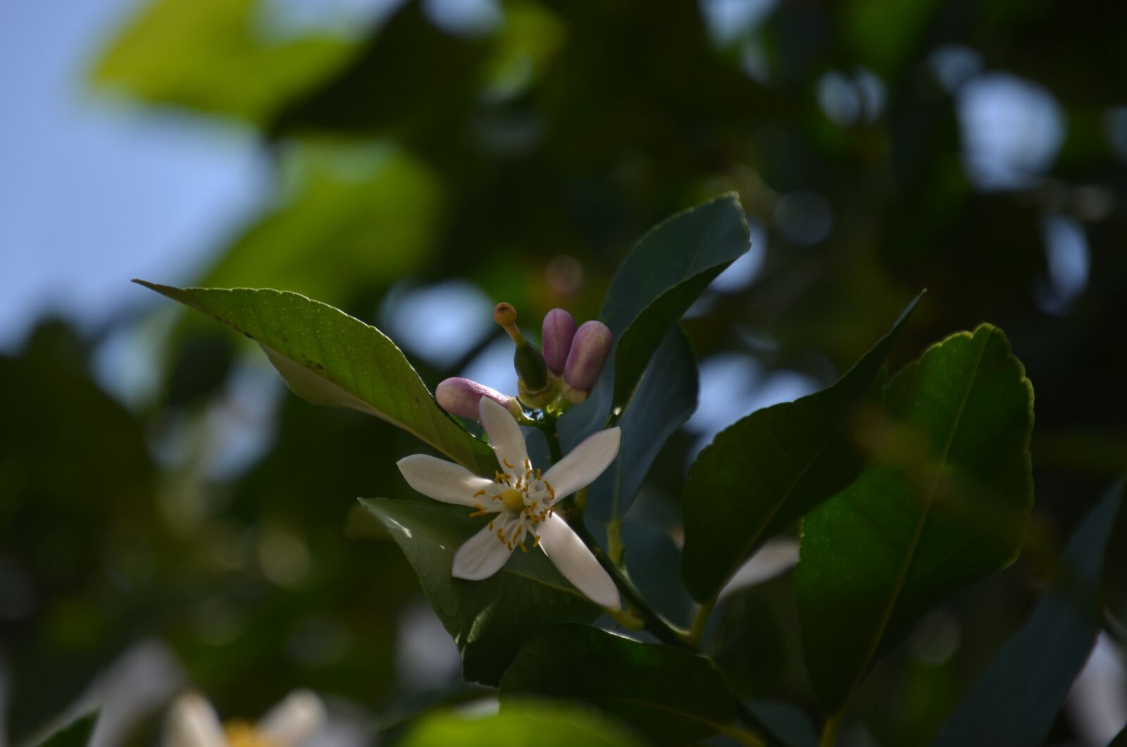 Nikon D5100 sample photo. Tree, macro, flower photography