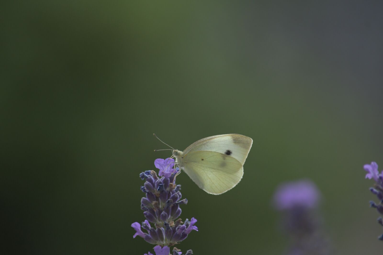 Nikon D500 sample photo. Butterfly, white, insect photography