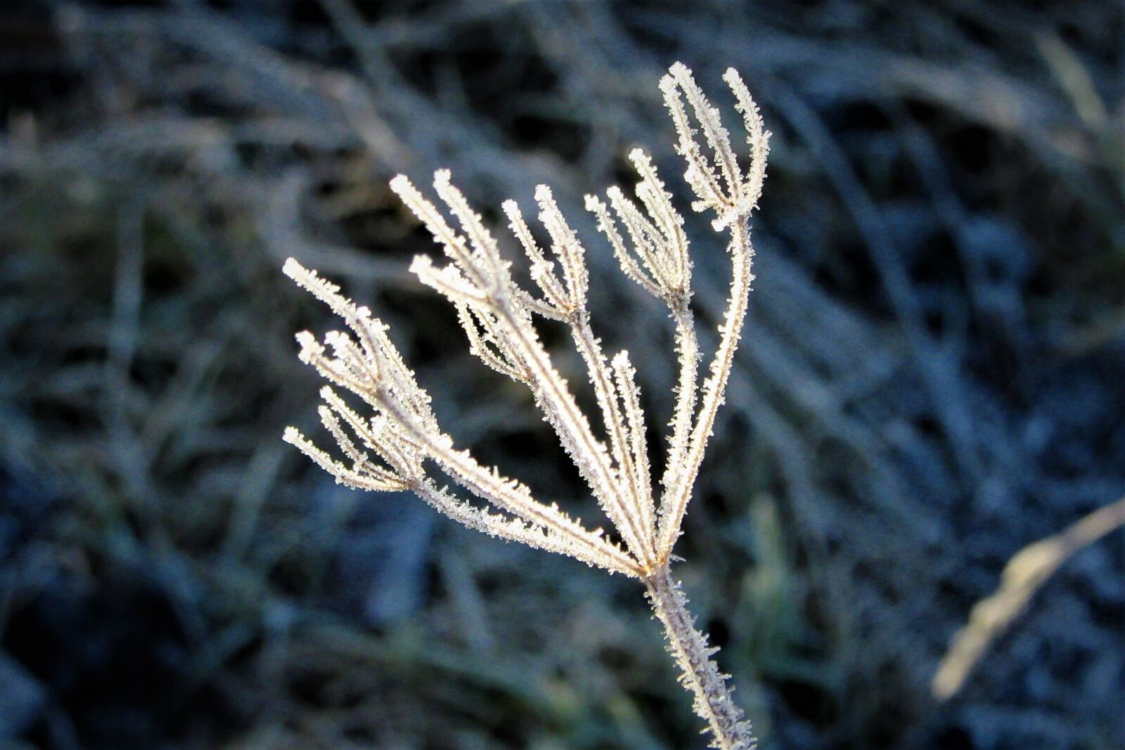 Canon PowerShot SX610 HS sample photo. Ice, sprig, frozen photography