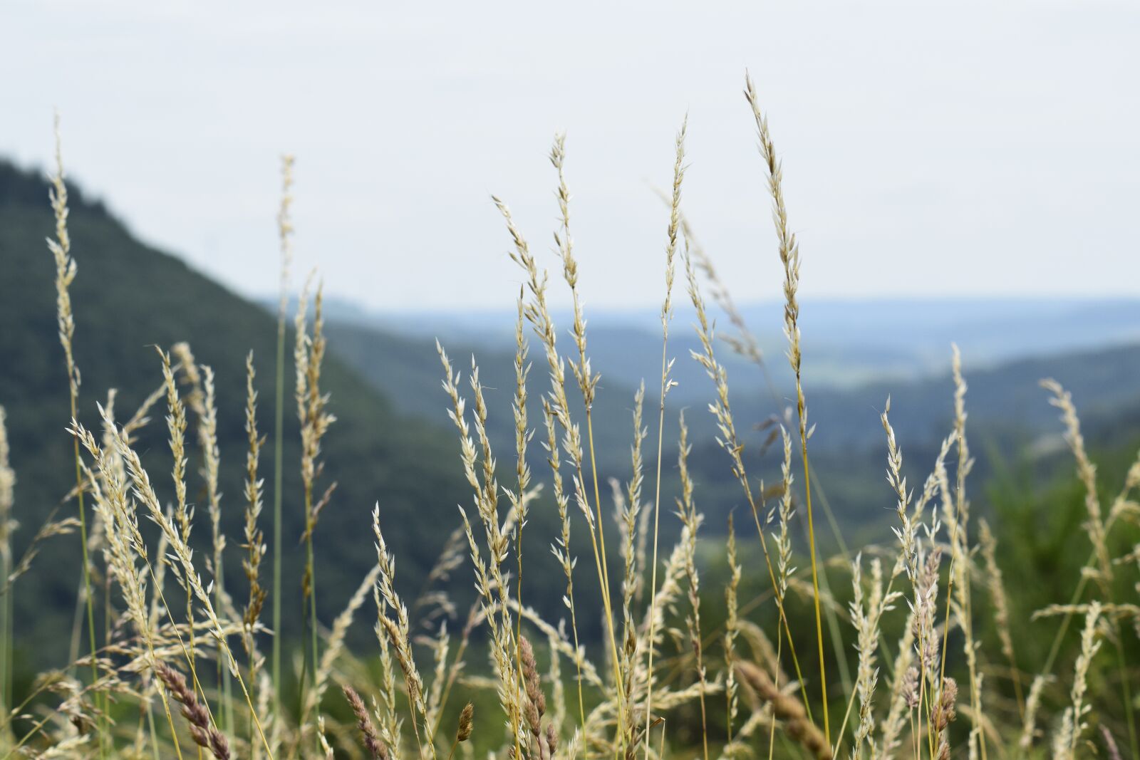 Nikon D3300 sample photo. Eifel, landscape, summer photography