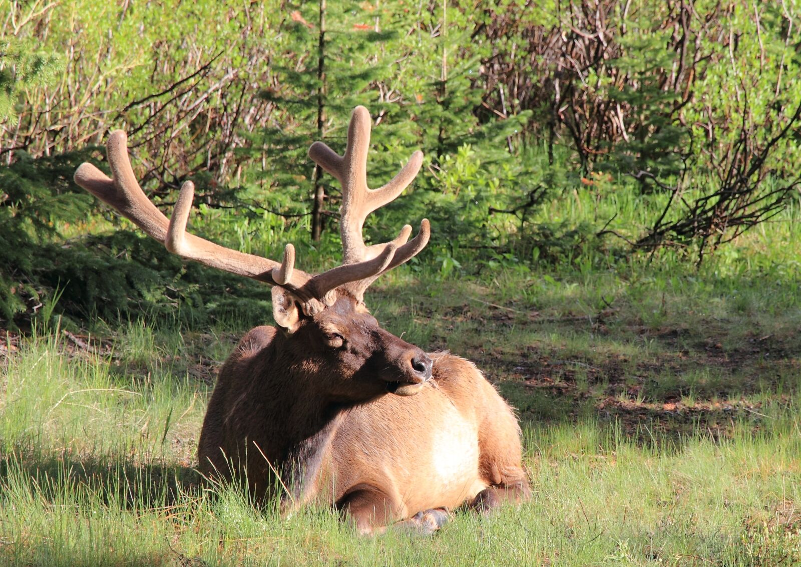 Canon EOS 550D (EOS Rebel T2i / EOS Kiss X4) sample photo. Elk, wildlife, nature photography