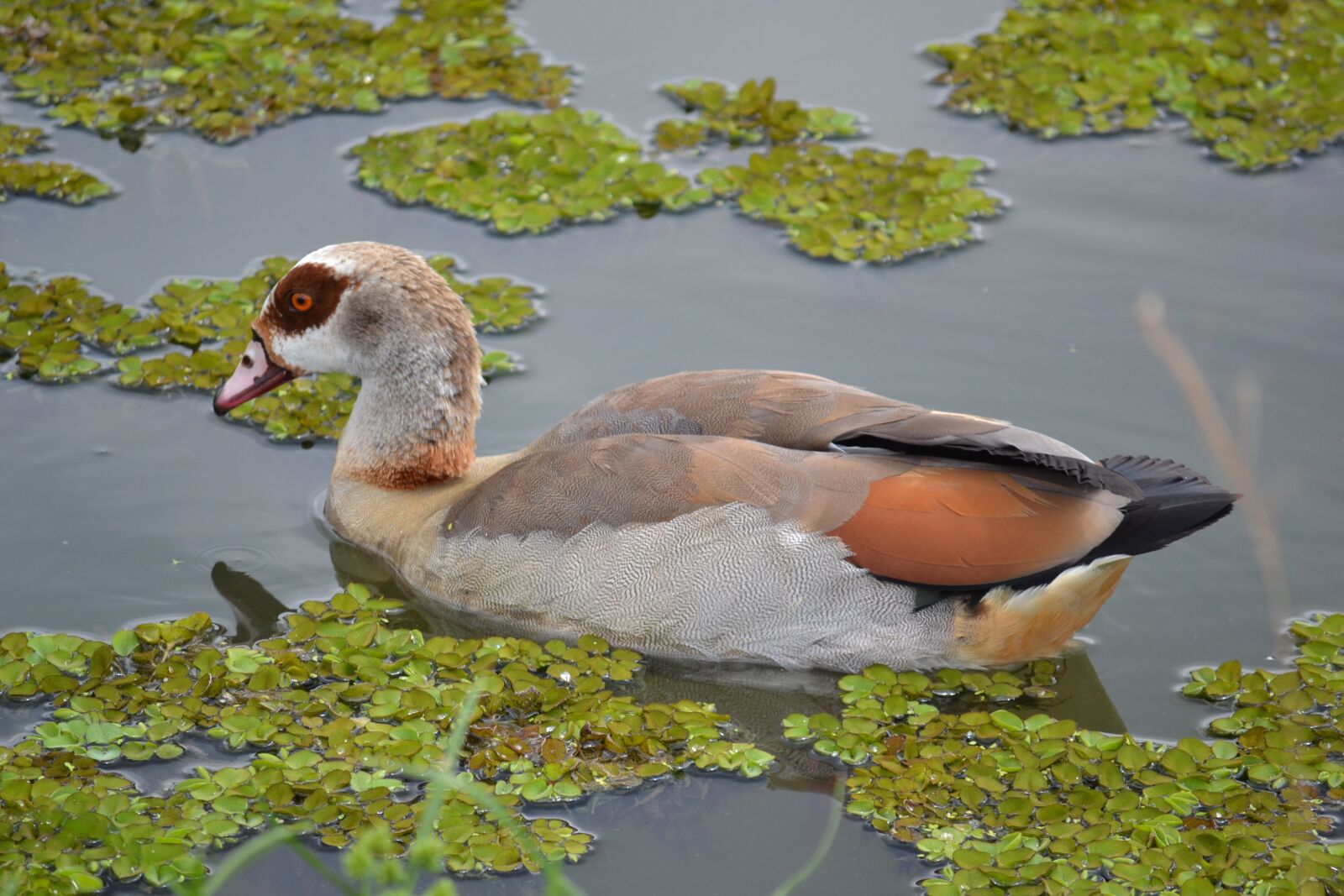 Nikon D3100 sample photo. Duck, pond, nature photography