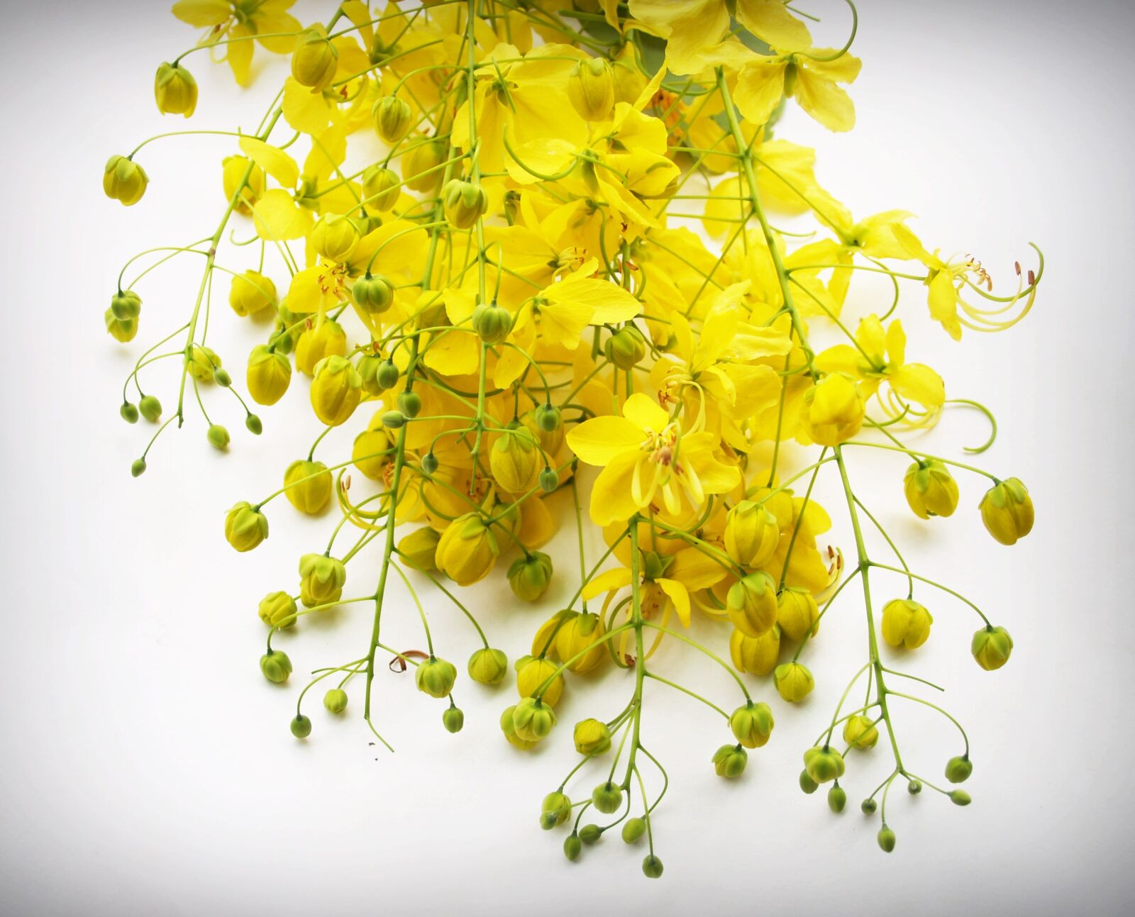Olympus E-300 (EVOLT E-300) sample photo. Cassia, shower, golden photography