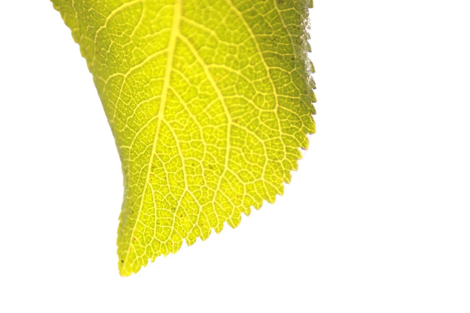 Canon EOS 600D (Rebel EOS T3i / EOS Kiss X5) sample photo. Leaf, leaves, green photography