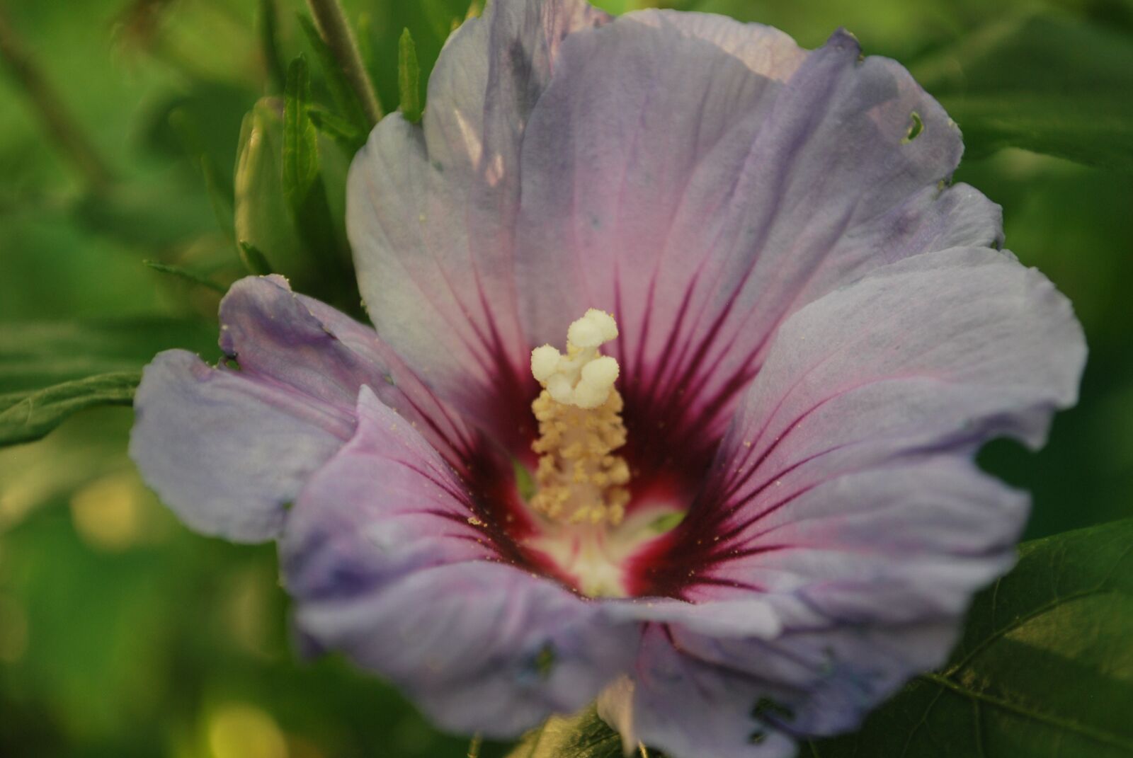 Nikon D60 sample photo. Lily, flower, nature photography