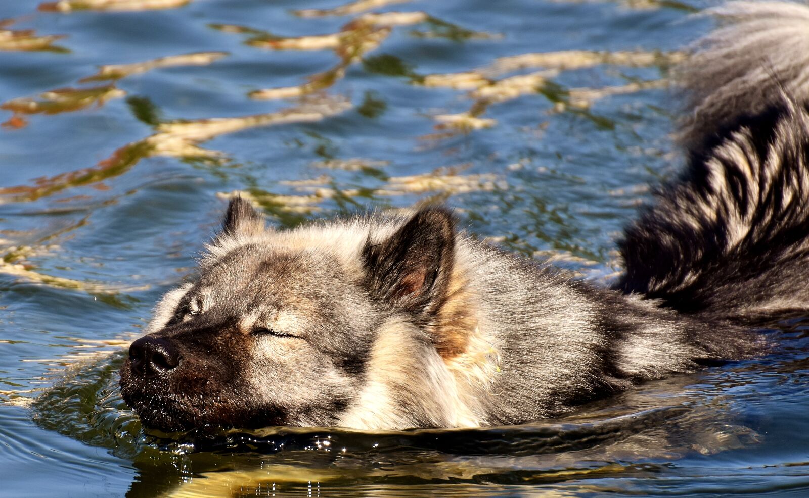 Nikon D7200 sample photo. Eurasians, swim, dog photography