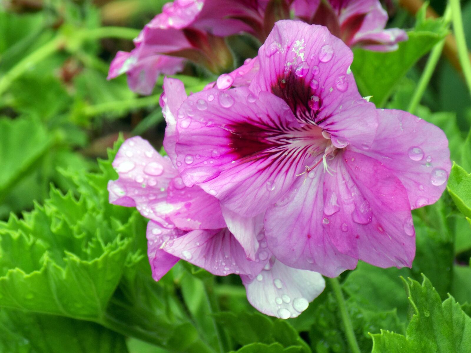 Nikon COOLPIX L340 sample photo. Flower, rain, nature photography