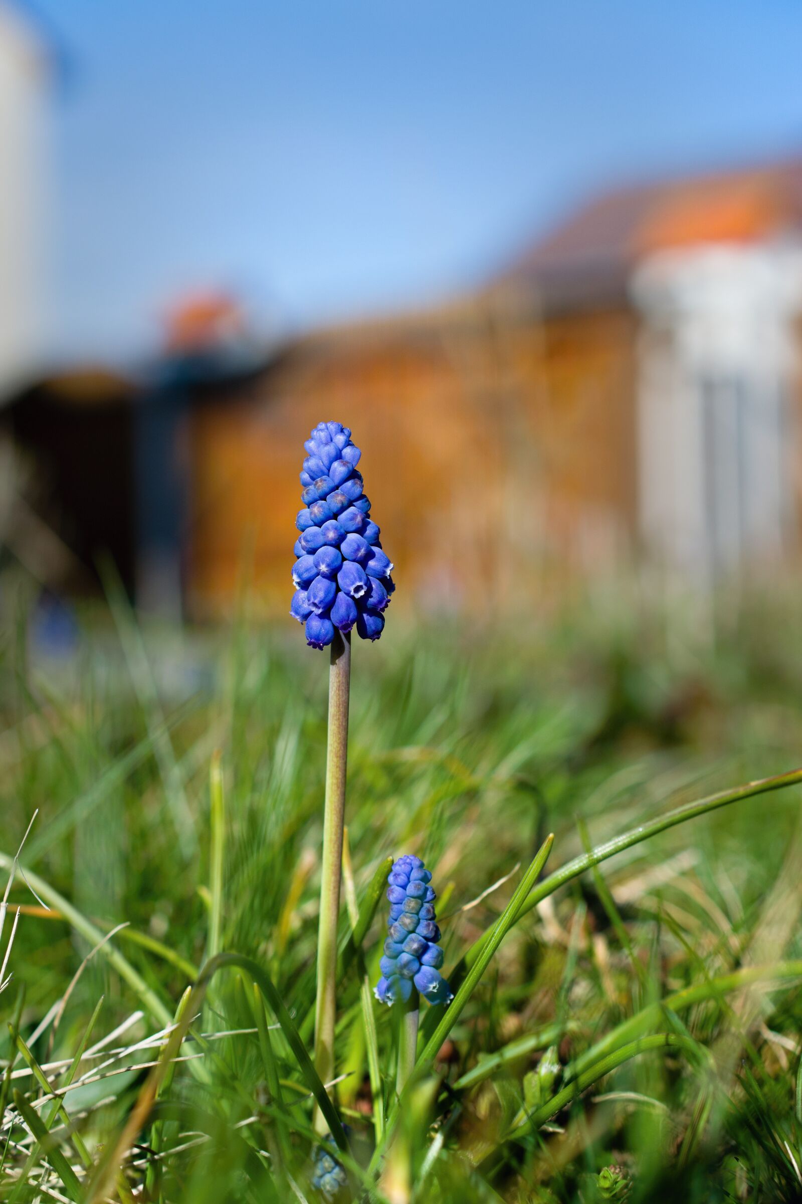 Nikon D5300 sample photo. Muscari, flower, blue photography