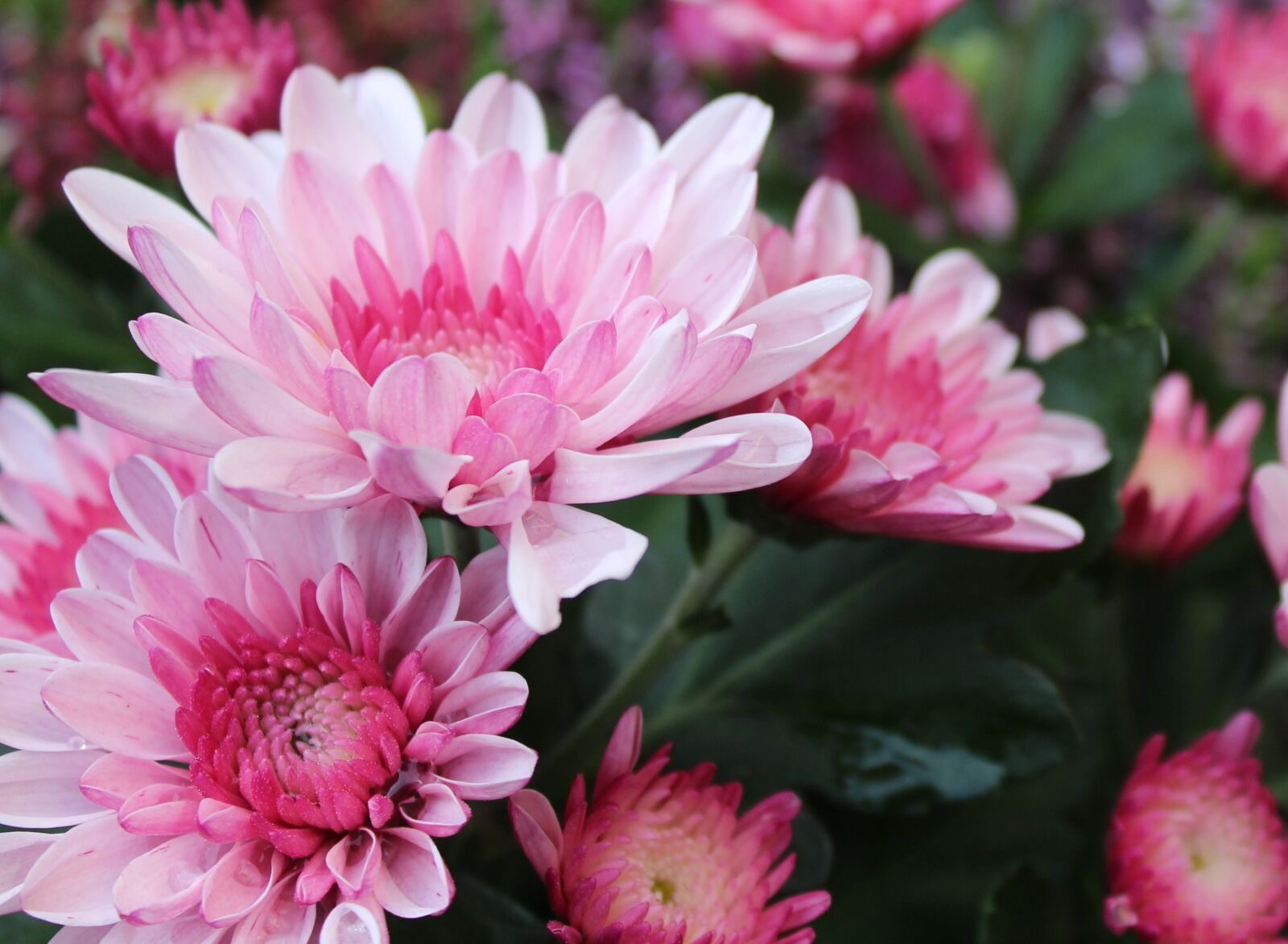 Canon EOS 1200D (EOS Rebel T5 / EOS Kiss X70 / EOS Hi) sample photo. Chrysanthemum, flowers, pink flower photography
