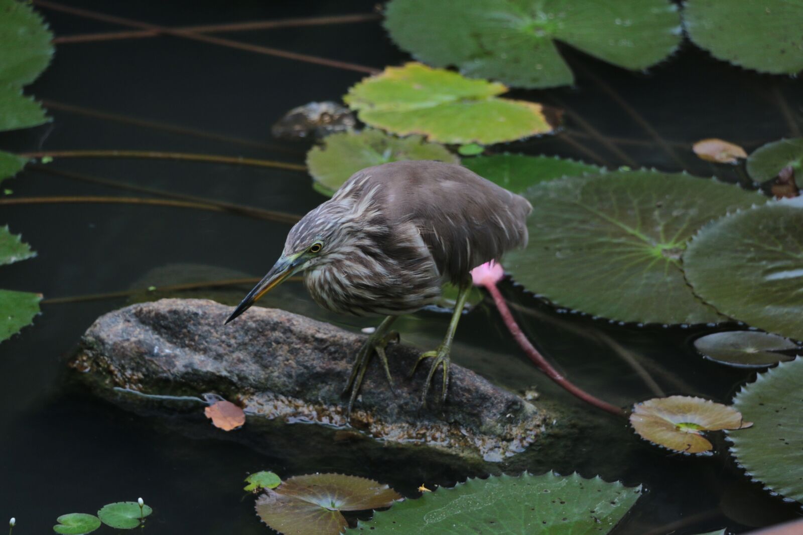 Canon EOS 70D sample photo. Crane, bird, sri lanka photography