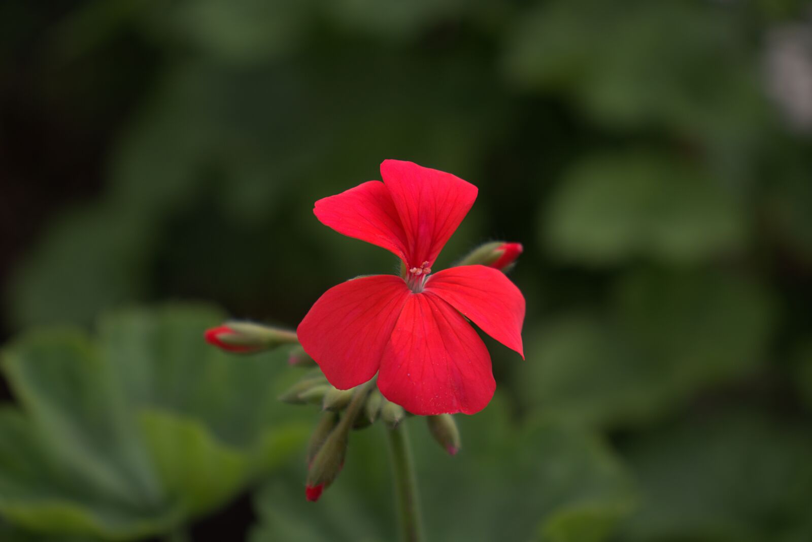 Canon EOS 200D (EOS Rebel SL2 / EOS Kiss X9) sample photo. Flower, nature, pelargonium photography