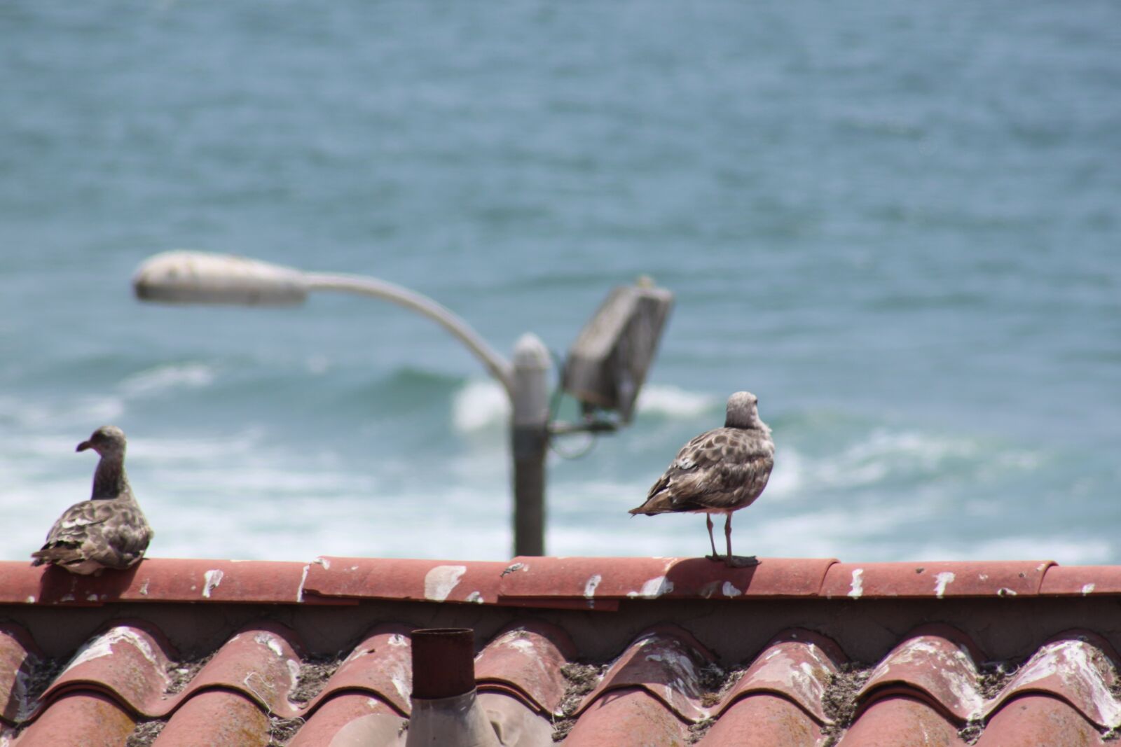Canon EOS 500D (EOS Rebel T1i / EOS Kiss X3) sample photo. Beach, birds, nature photography