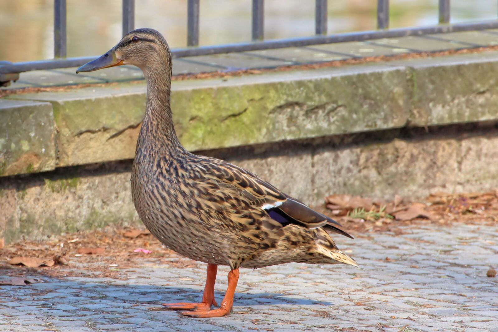 Canon EOS 600D (Rebel EOS T3i / EOS Kiss X5) sample photo. Mallard, duck, park photography