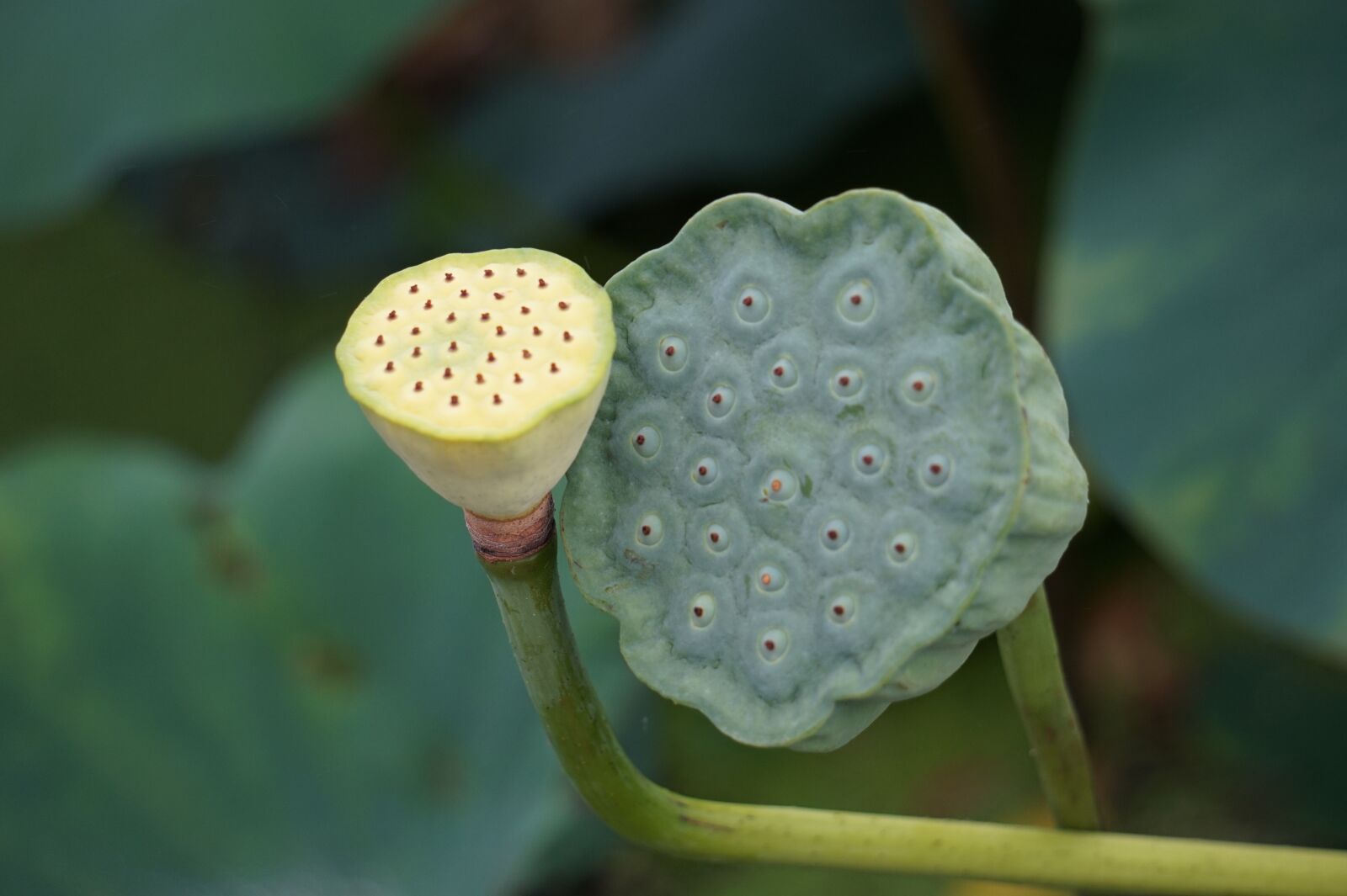 Sony Alpha a5000 (ILCE 5000) + Sony E 55-210mm F4.5-6.3 OSS sample photo. Lotus, lotus seed, summer photography