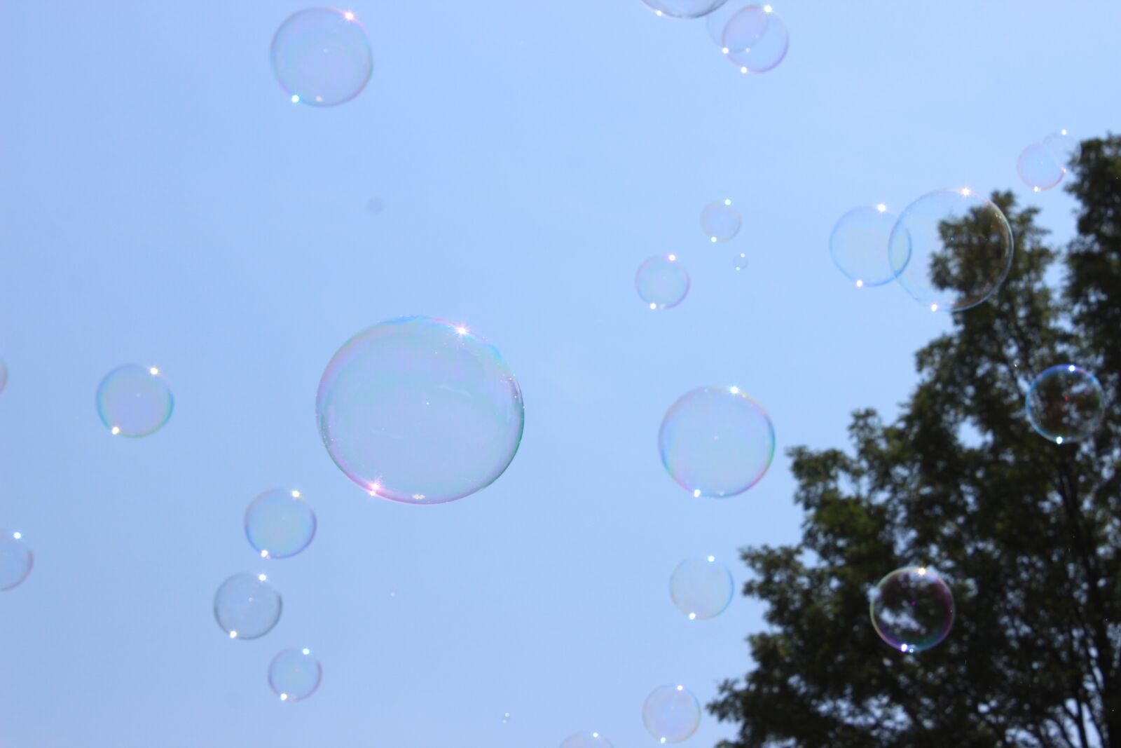 Canon EOS 600D (Rebel EOS T3i / EOS Kiss X5) sample photo. Bubbles, tree, nature photography