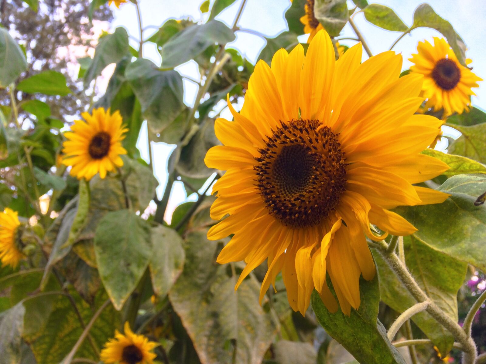 iPhone 5s back camera 4.15mm f/2.2 sample photo. Sunflower, sun, flower photography