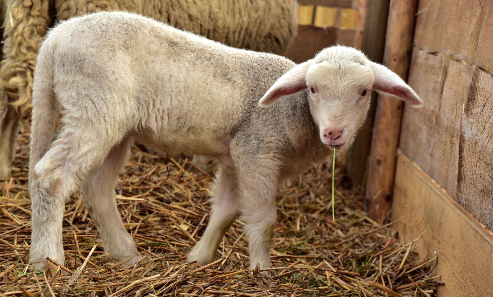 Nikon D750 sample photo. Lamb, sheep, young photography