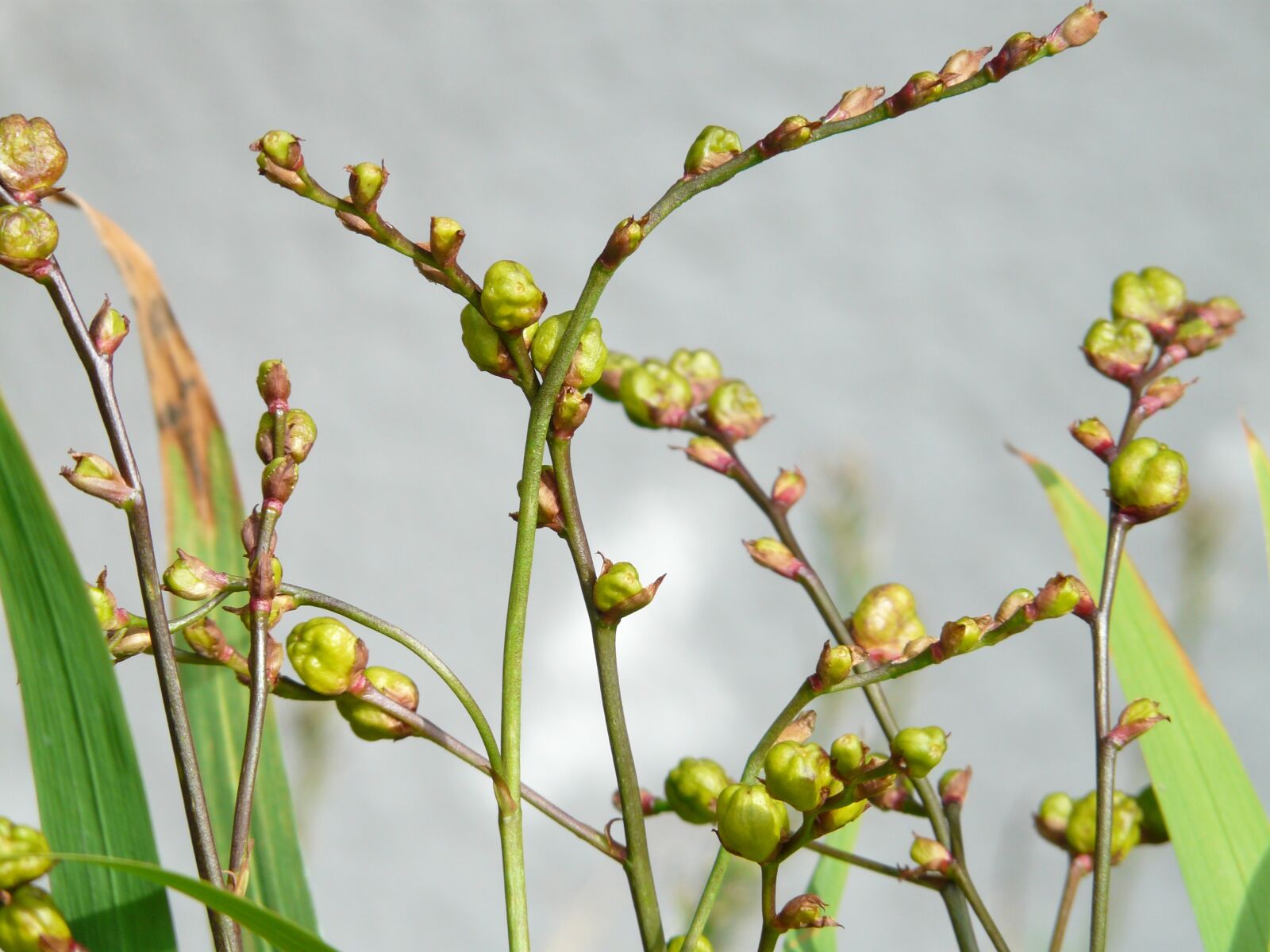 Panasonic DMC-FZ18 sample photo. Seeds, seed capsules, montbretia photography