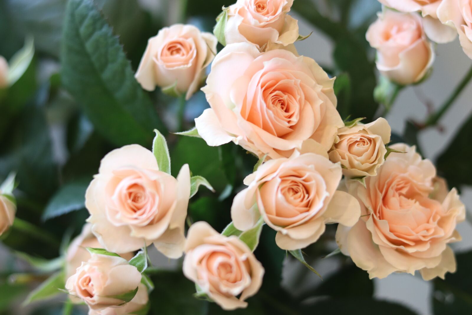 Canon EOS 200D (EOS Rebel SL2 / EOS Kiss X9) + Canon EF 50mm F1.8 STM sample photo. Rose, flowers, orange photography
