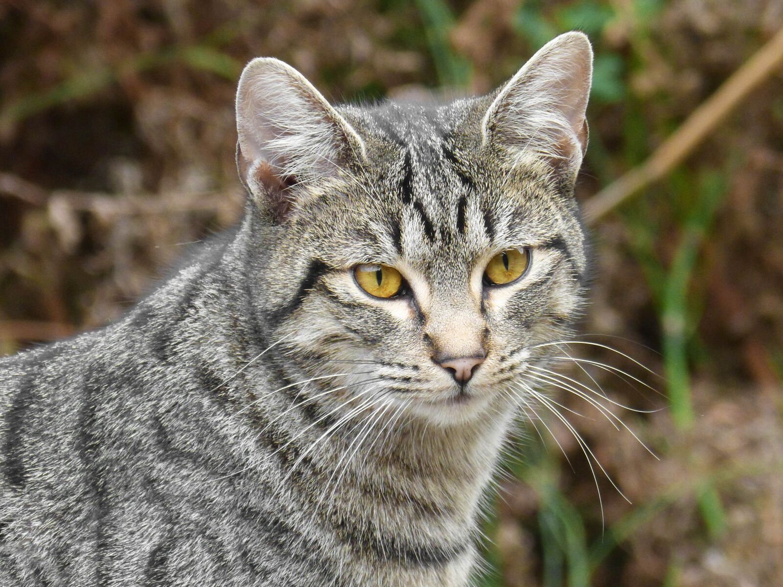 Panasonic DMC-FZ62 sample photo. Cat, housecat, green eyes photography