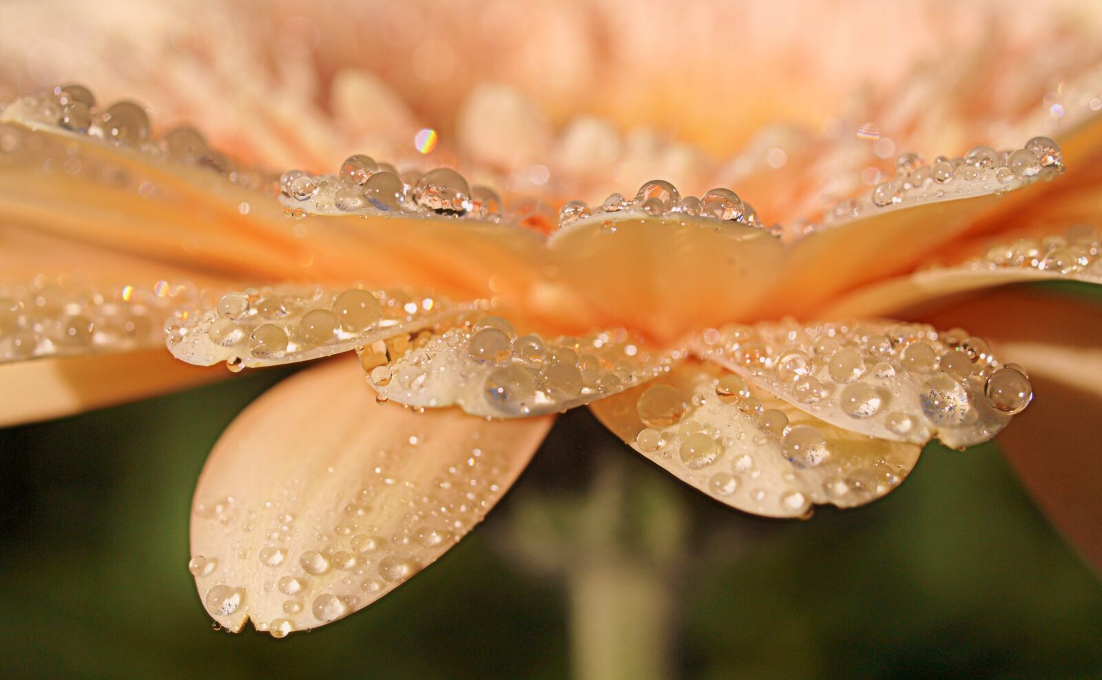 Olympus E-520 (EVOLT E-520) sample photo. Nature, closeup, desktop photography