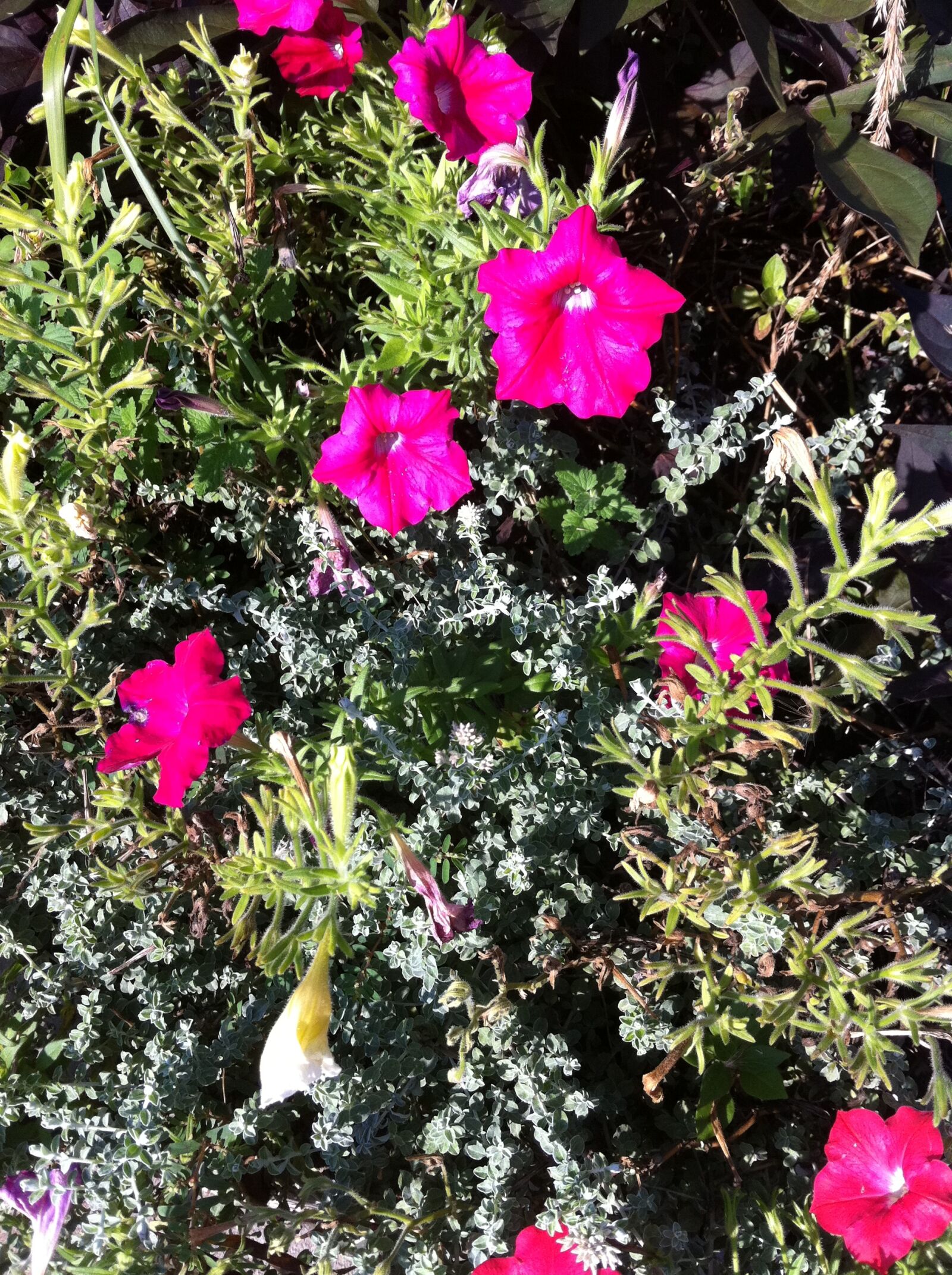 Apple iPhone 4 sample photo