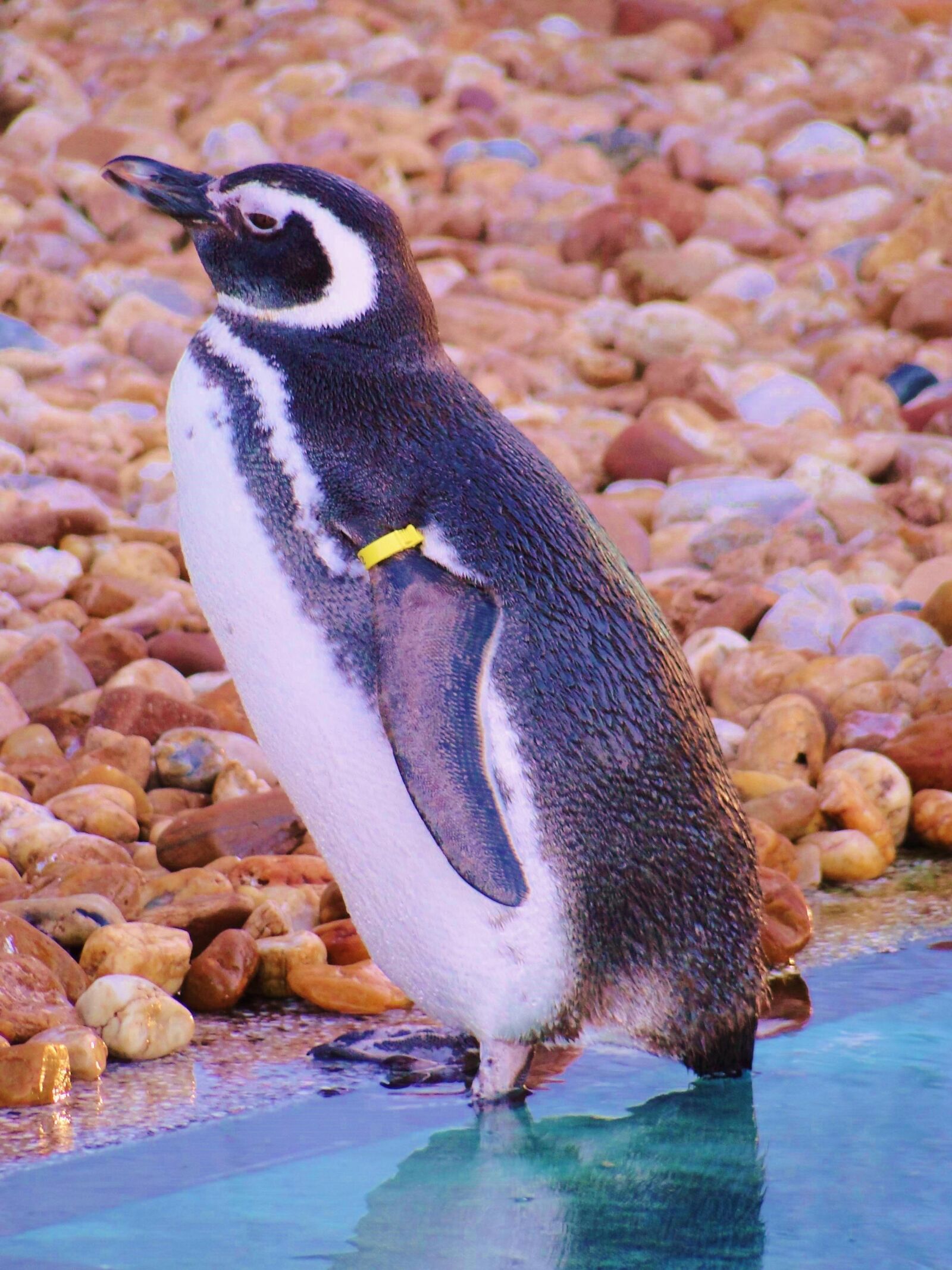 Sony Cyber-shot DSC-HX1 sample photo. Penguin, museum, rio grande photography
