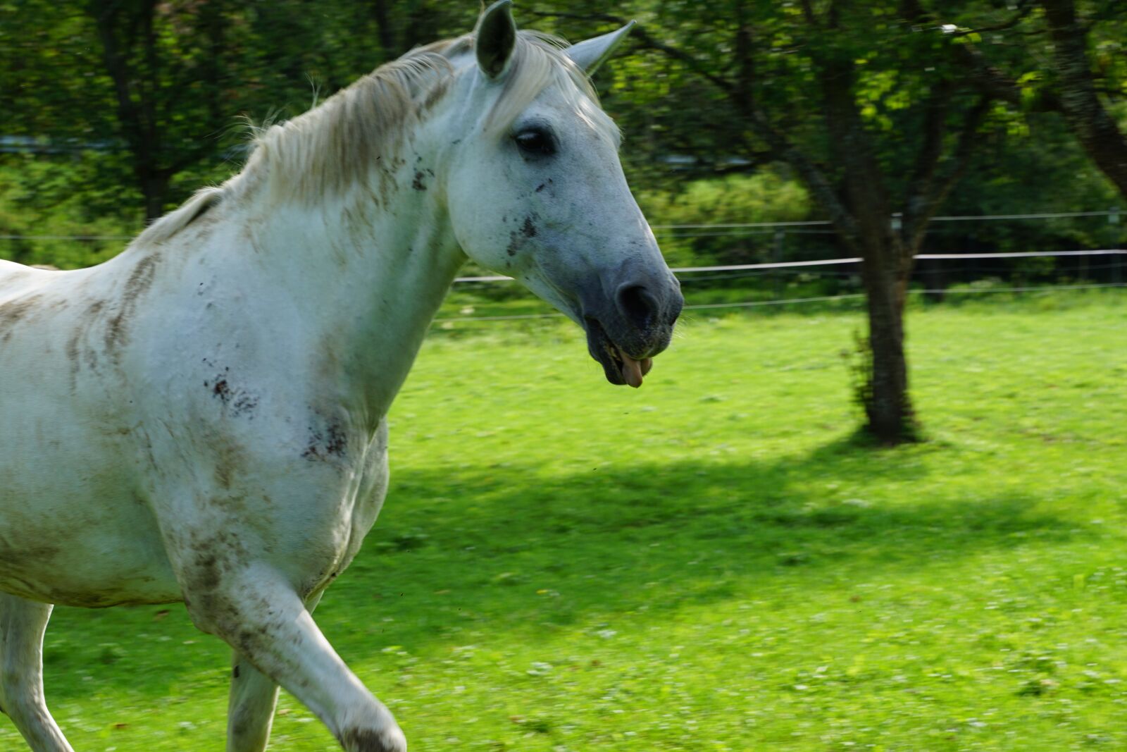 Sony ILCA-77M2 + Sony DT 16-50mm F2.8 SSM sample photo. Horse, nature, pasture photography