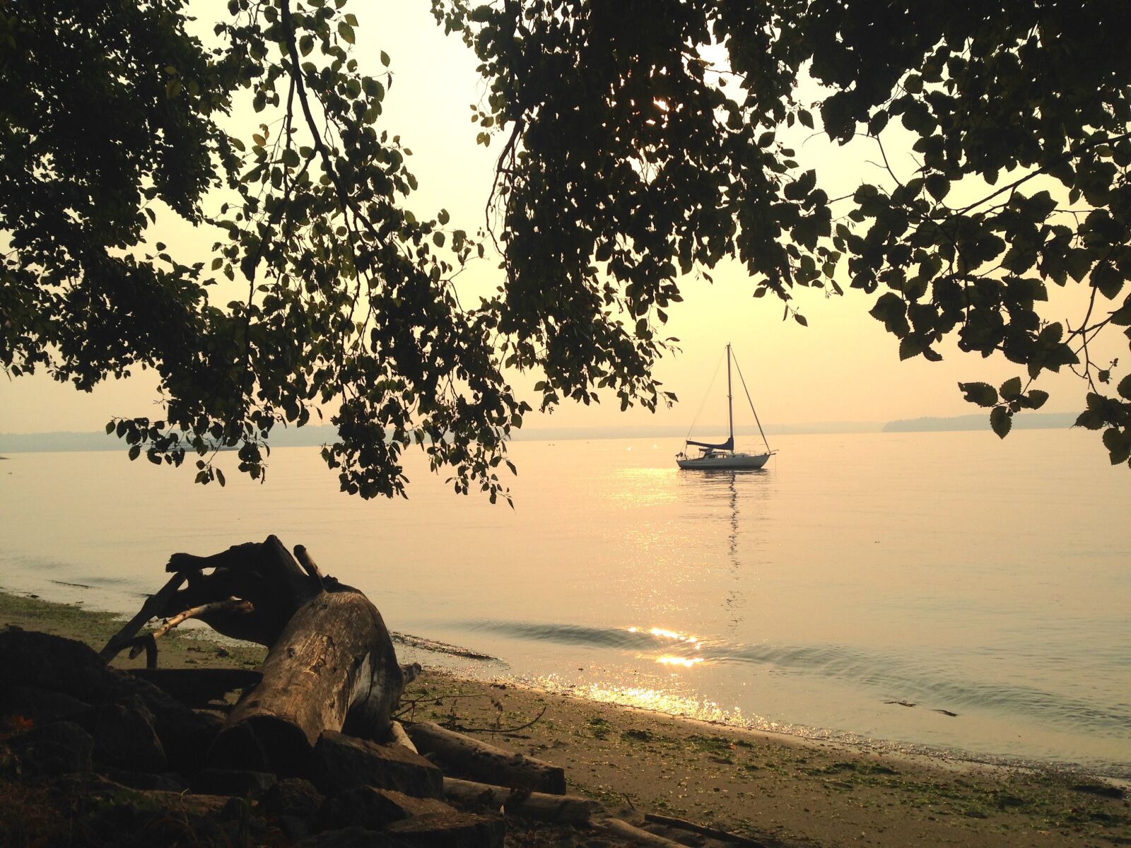 iPhone 5c back camera 4.12mm f/2.4 sample photo. Pacific northwest, driftwood, sailboat photography