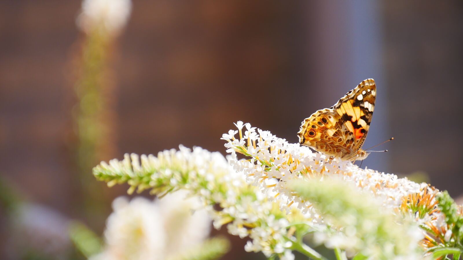 Panasonic Lumix DMC-G85 (Lumix DMC-G80) sample photo. Butterfly, nature, bug photography