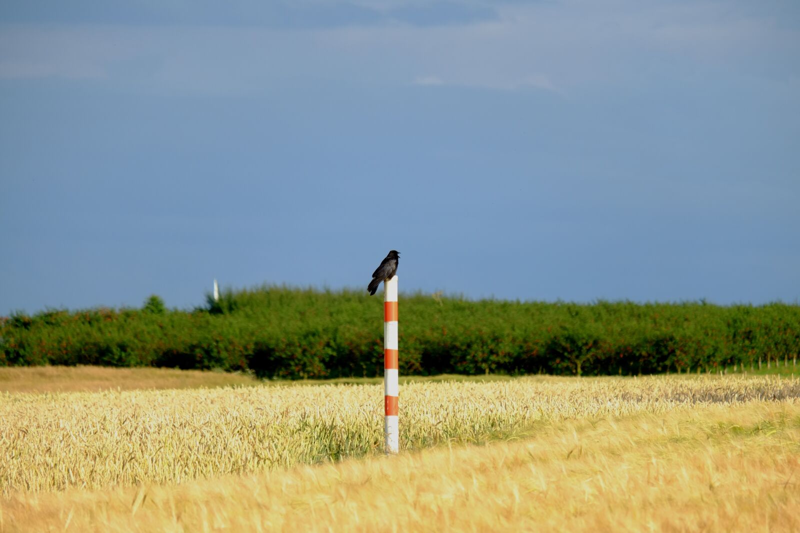 Fujifilm X-E1 sample photo. Crow, bird, raven bird photography