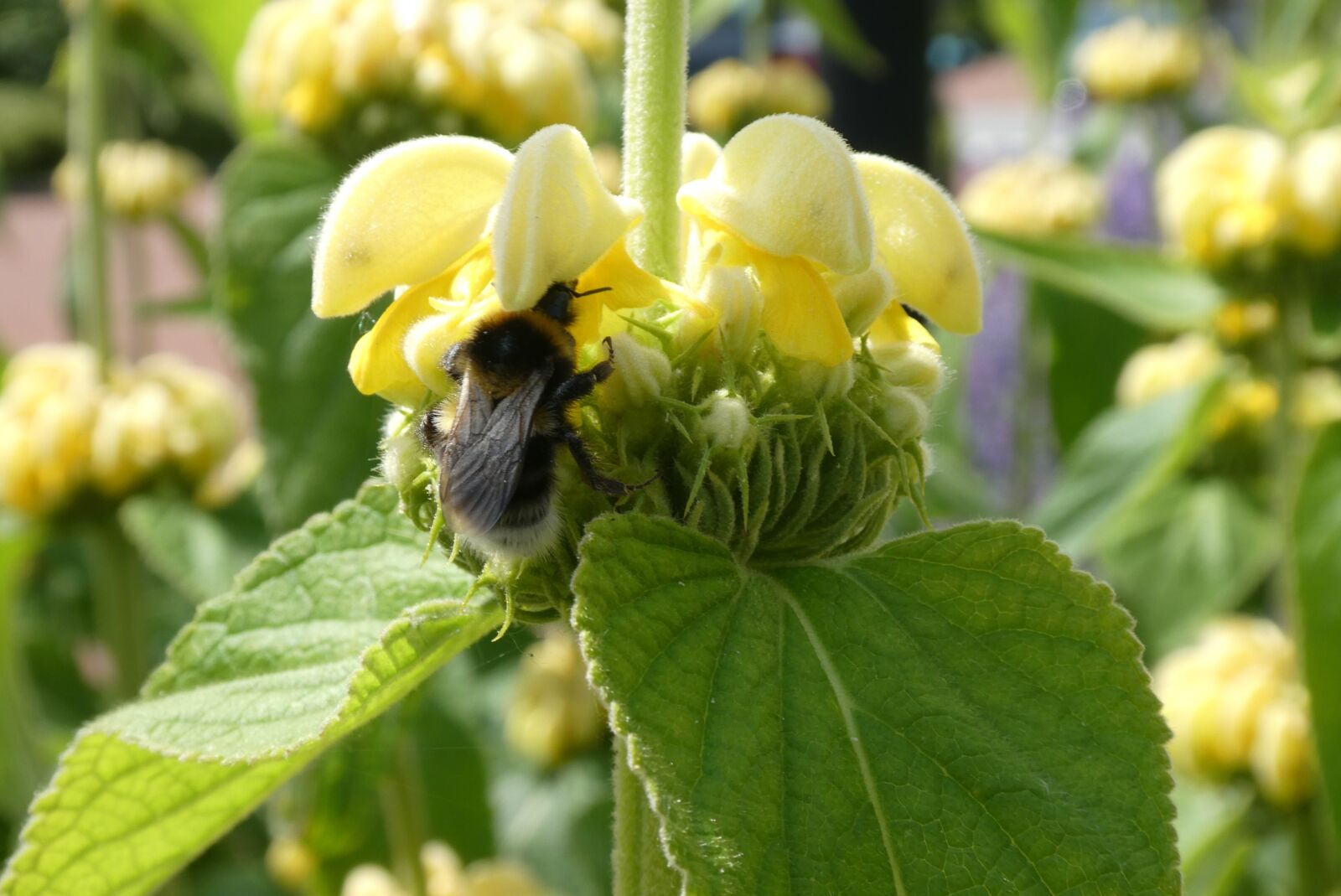 Panasonic Lumix DC-ZS70 (Lumix DC-TZ90) sample photo. Fire herb, phlomis russeliana photography