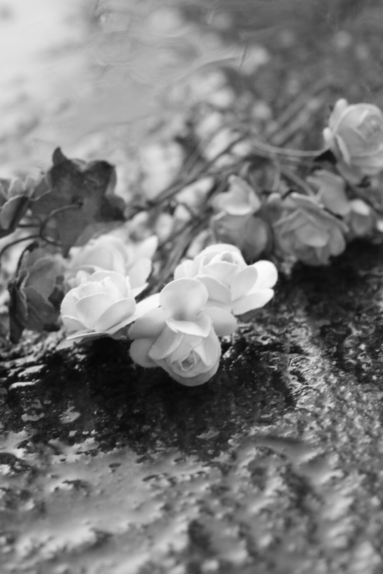 Canon EOS 7D Mark II sample photo. Flower, miniature, roses photography