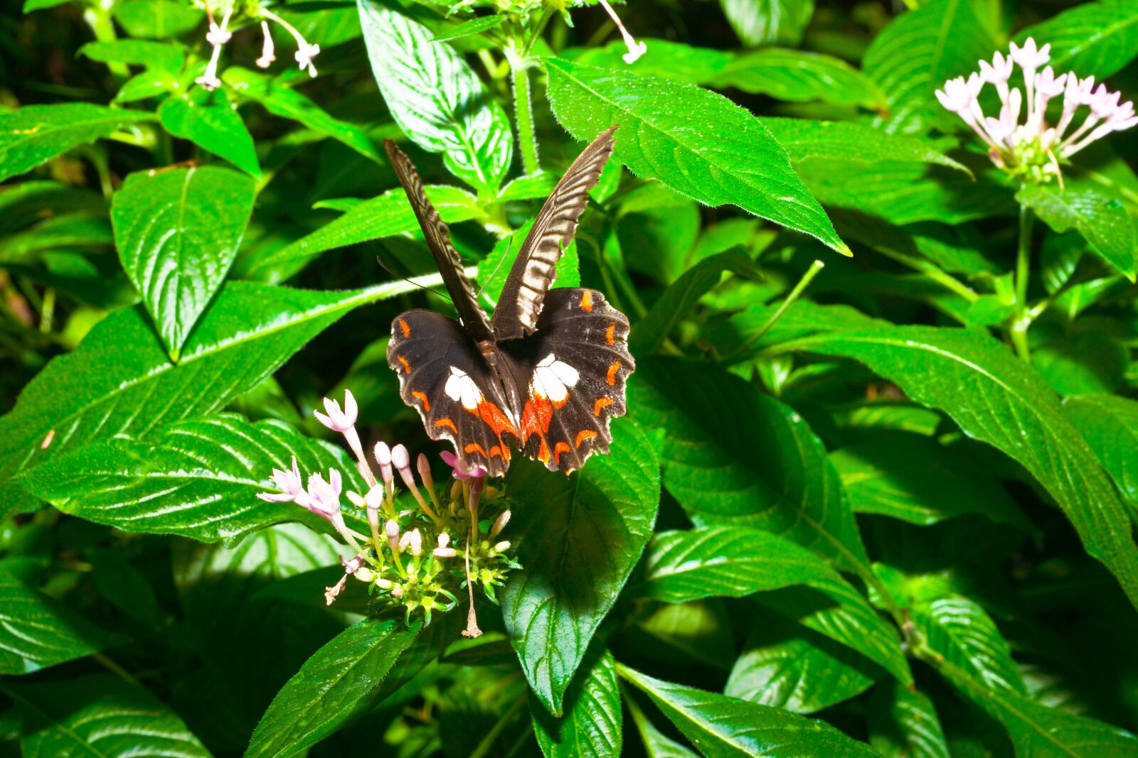 Sony Alpha DSLR-A900 sample photo. Butterfly, flying, animal photography